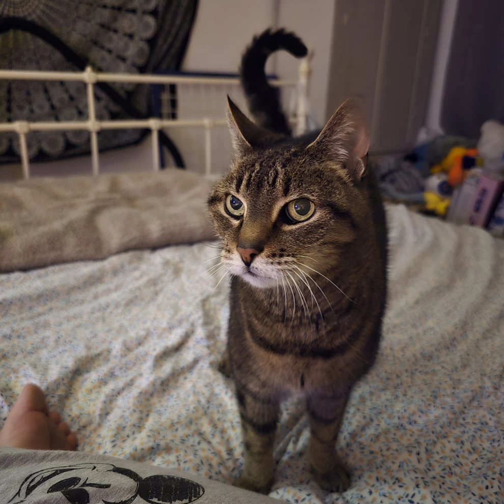 Dinkie