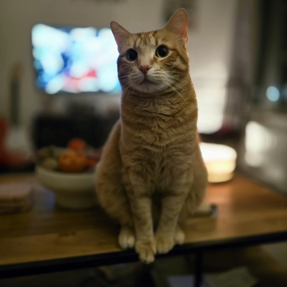 Boris 