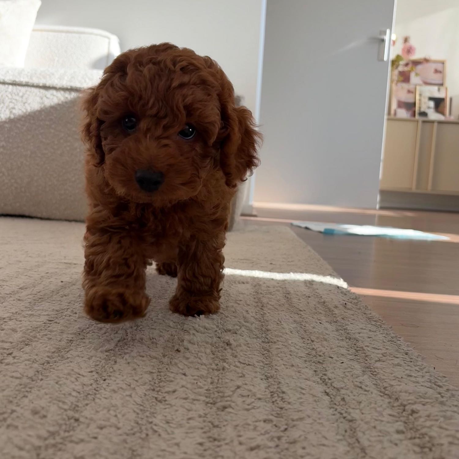 Bruno