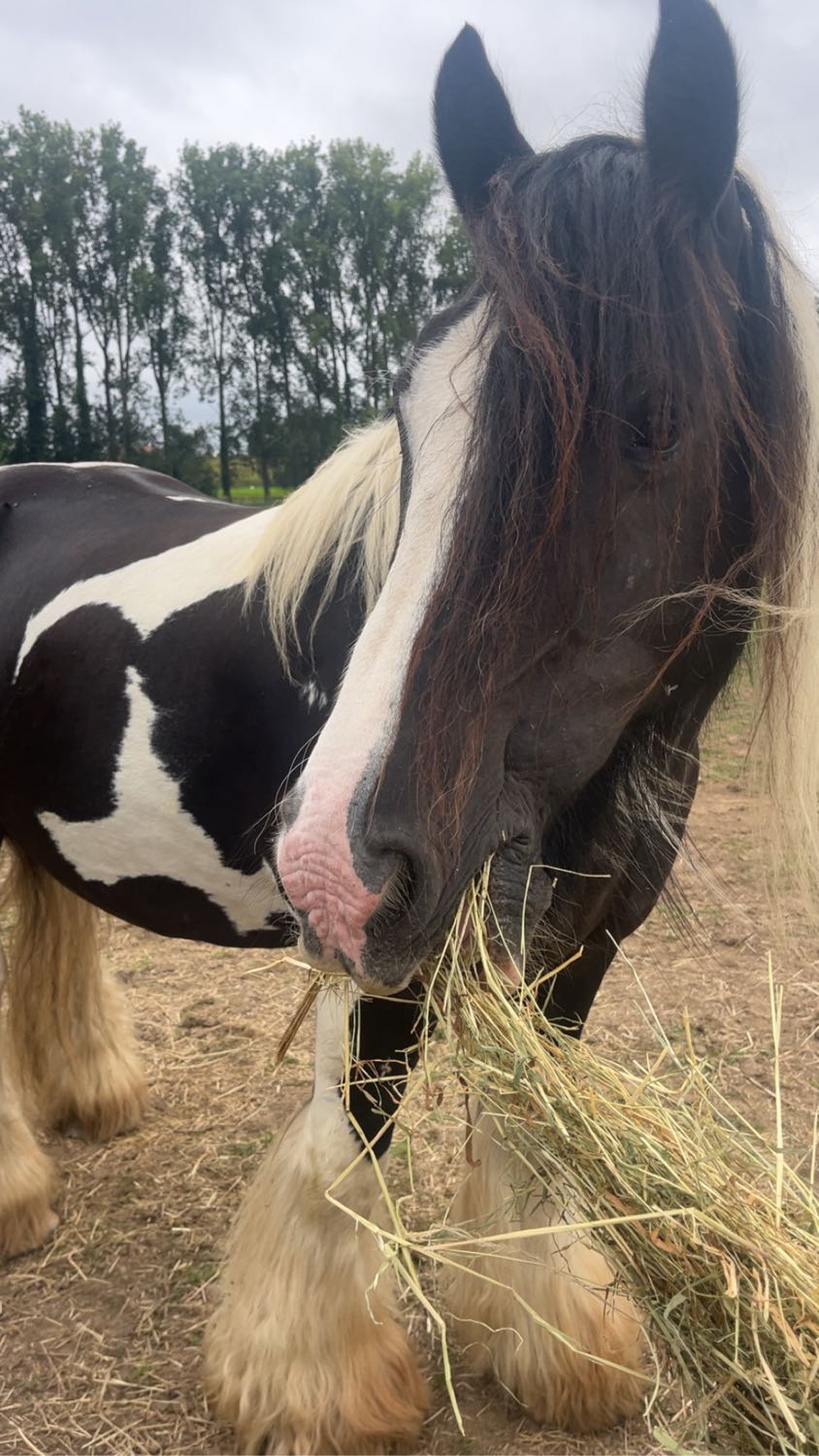 image-15