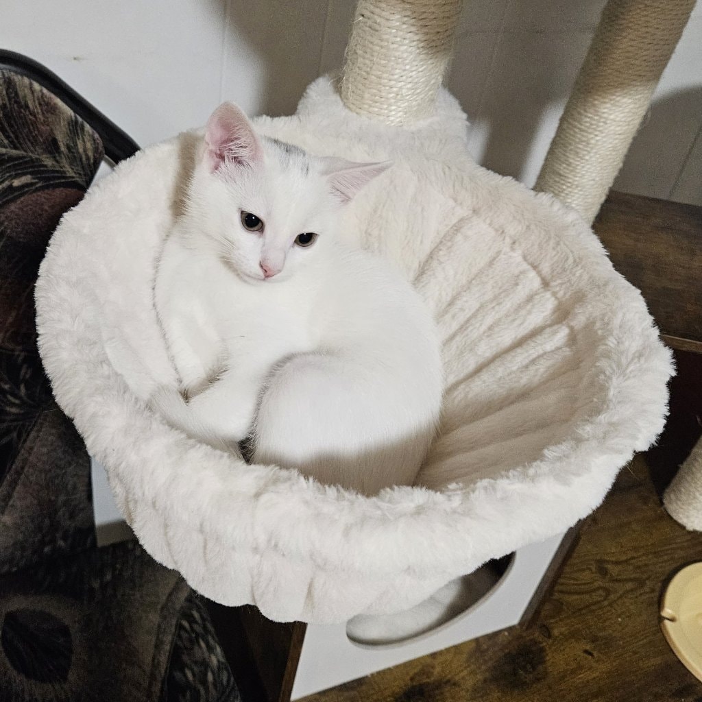 Xena