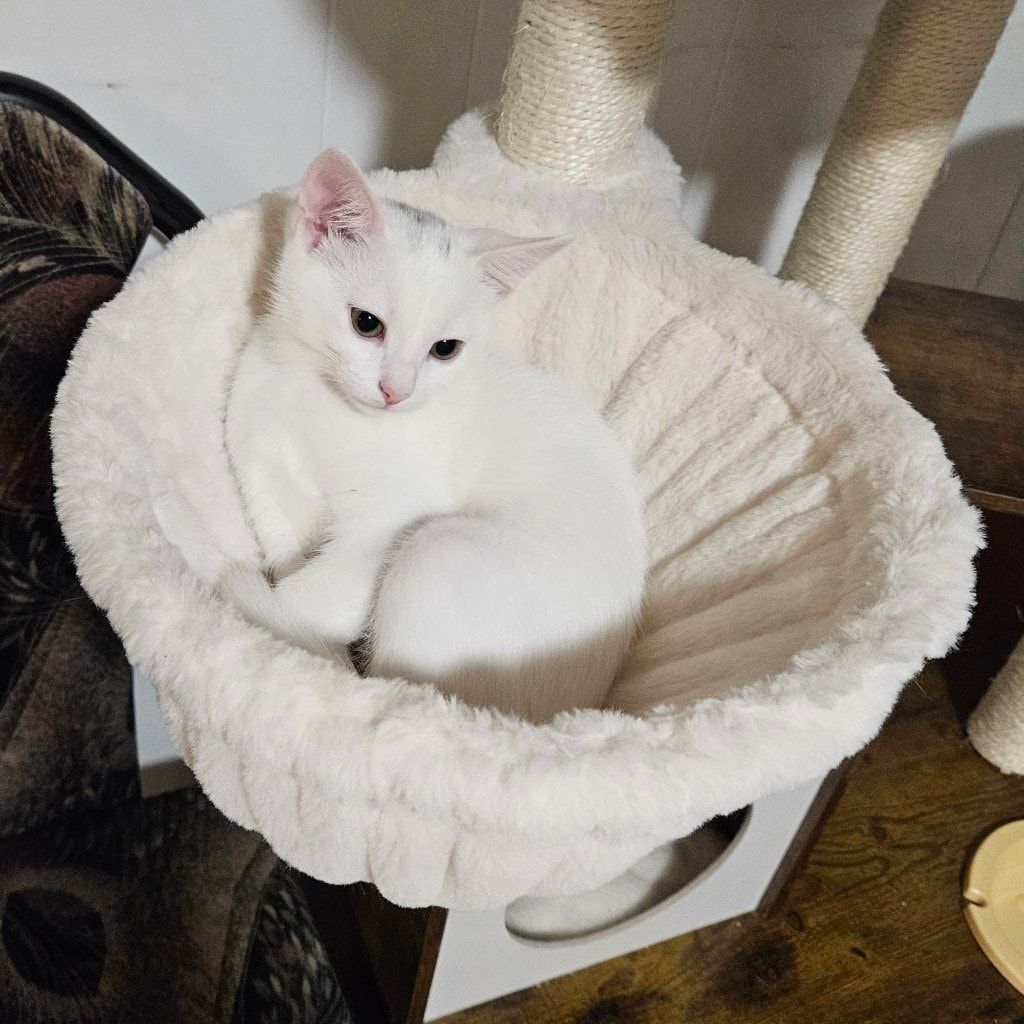 Xena