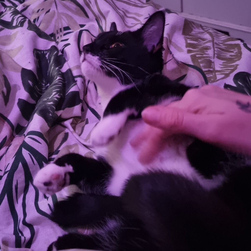 Mia