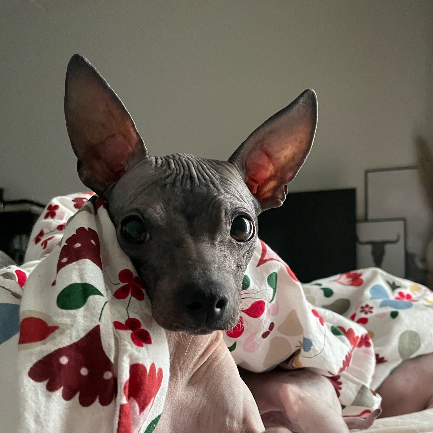 Frida