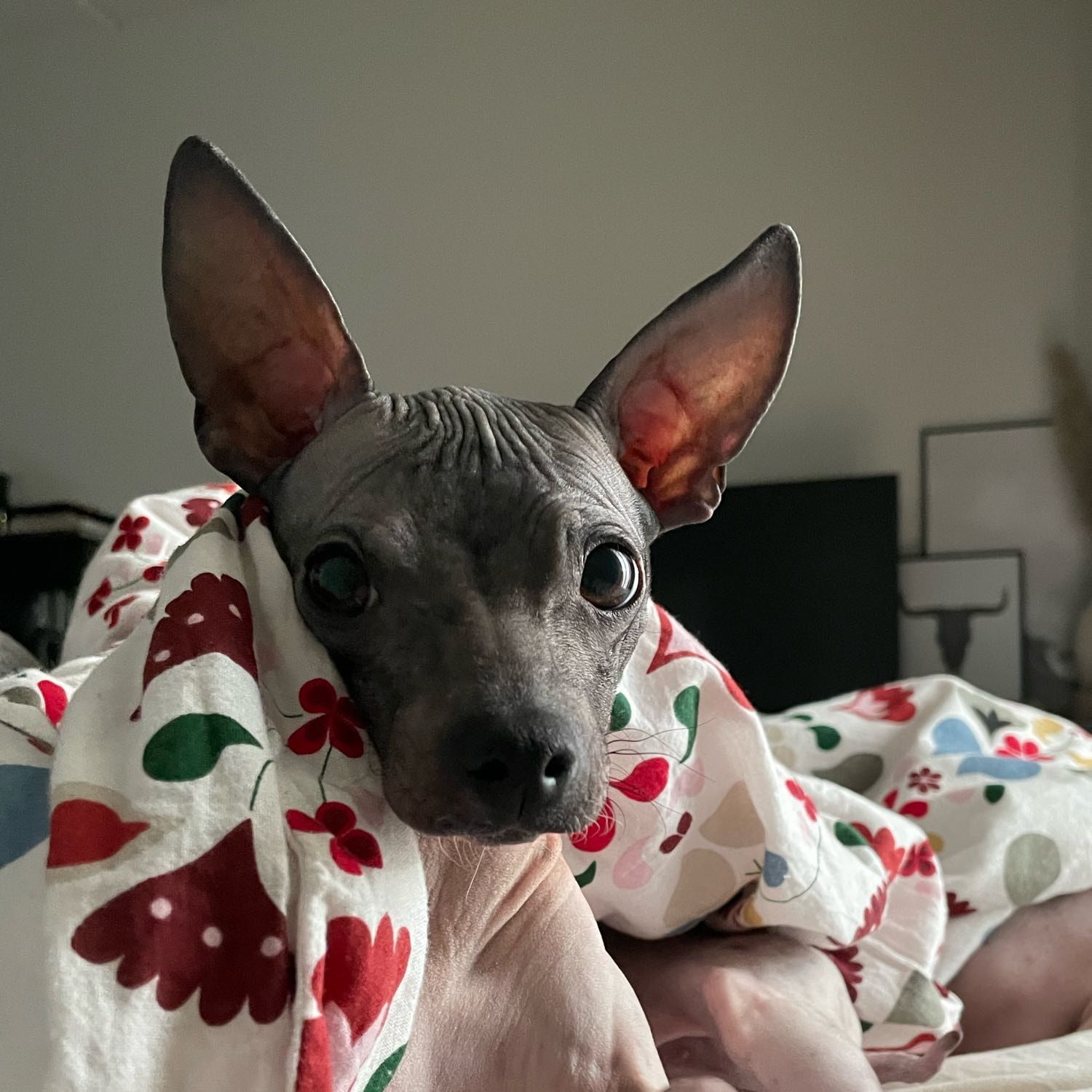 Frida