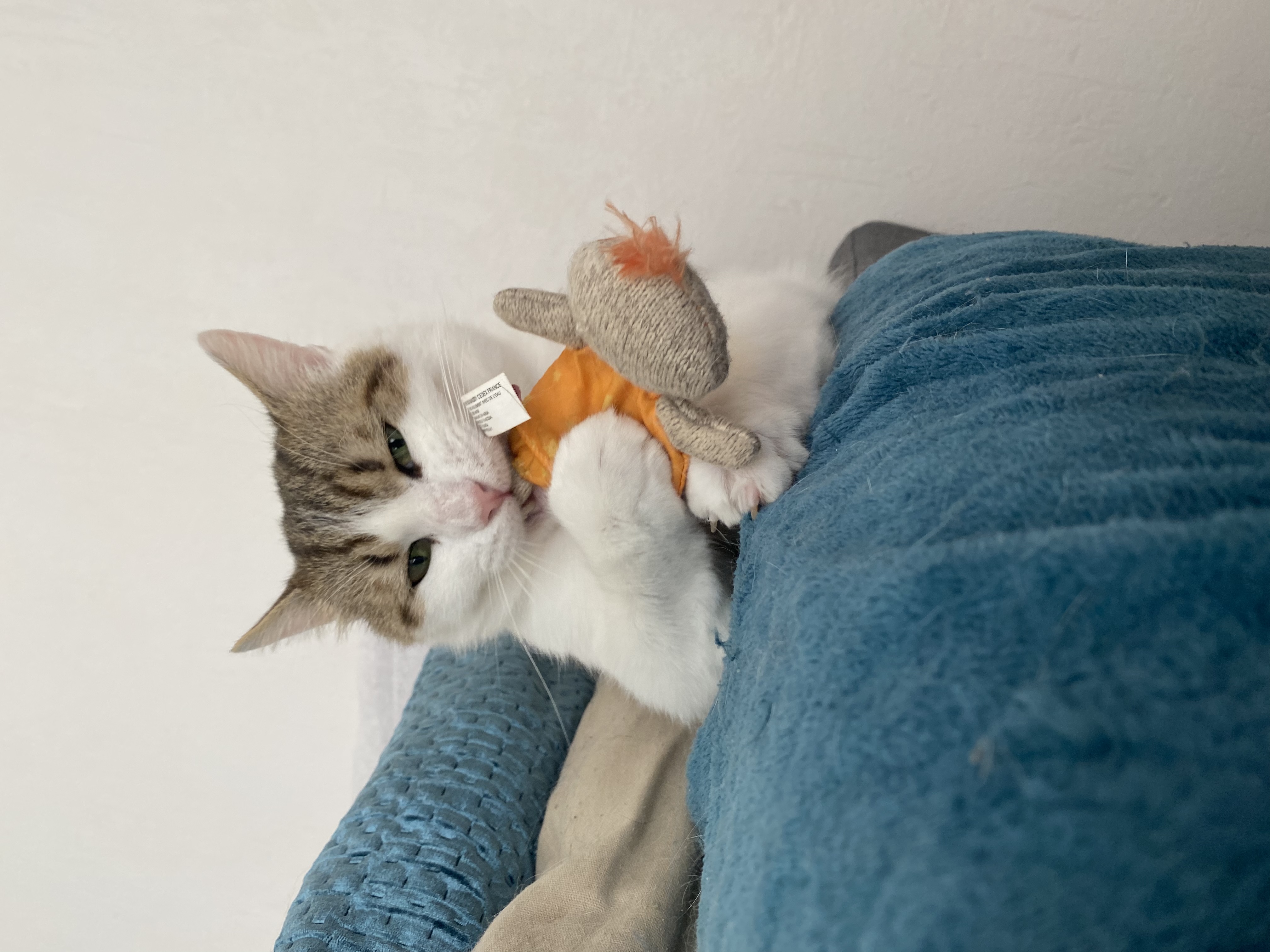 image-6