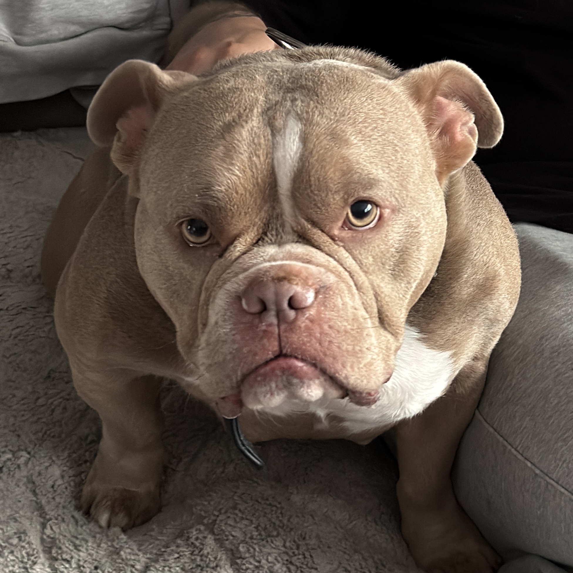 Lola