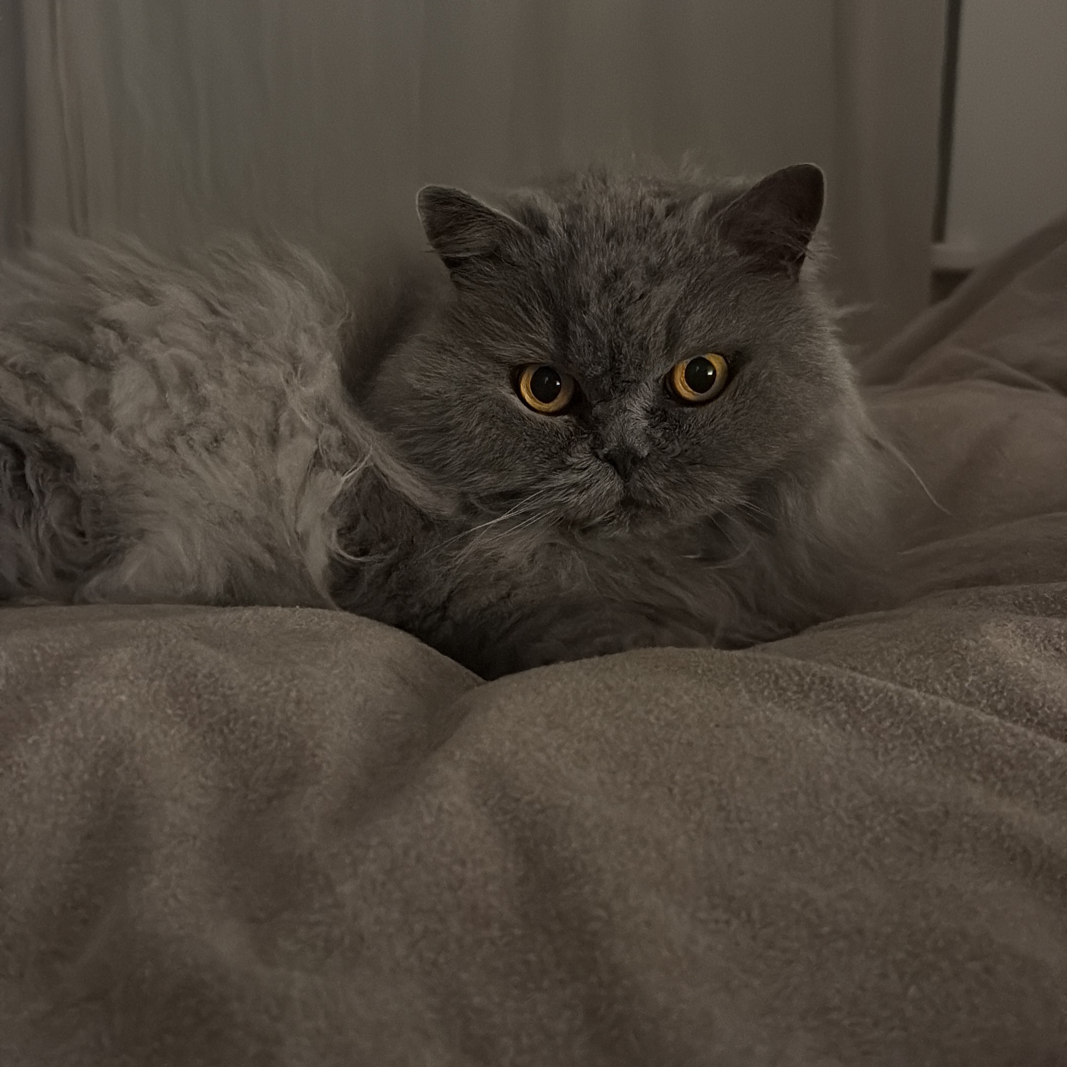 Wilma