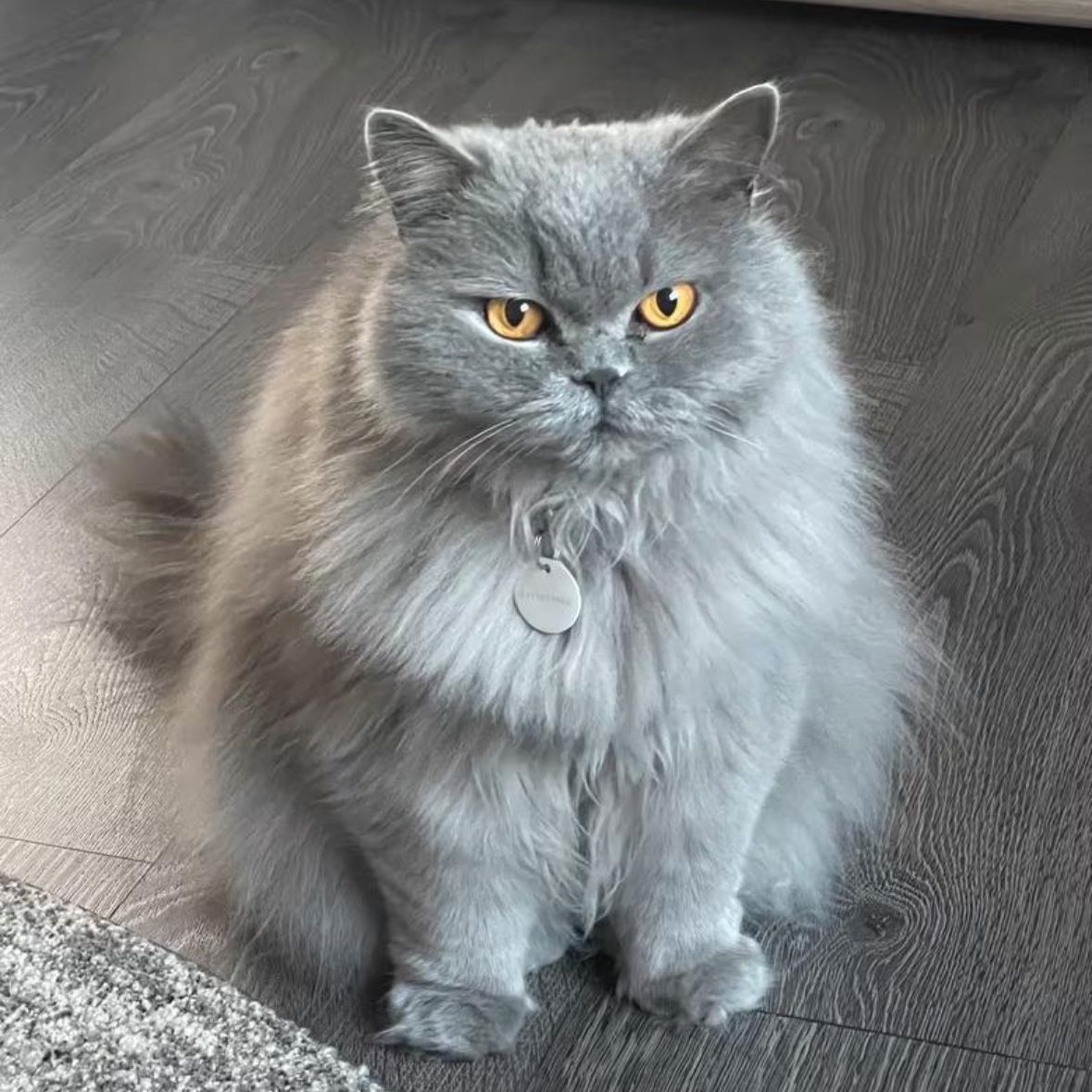 Wilma