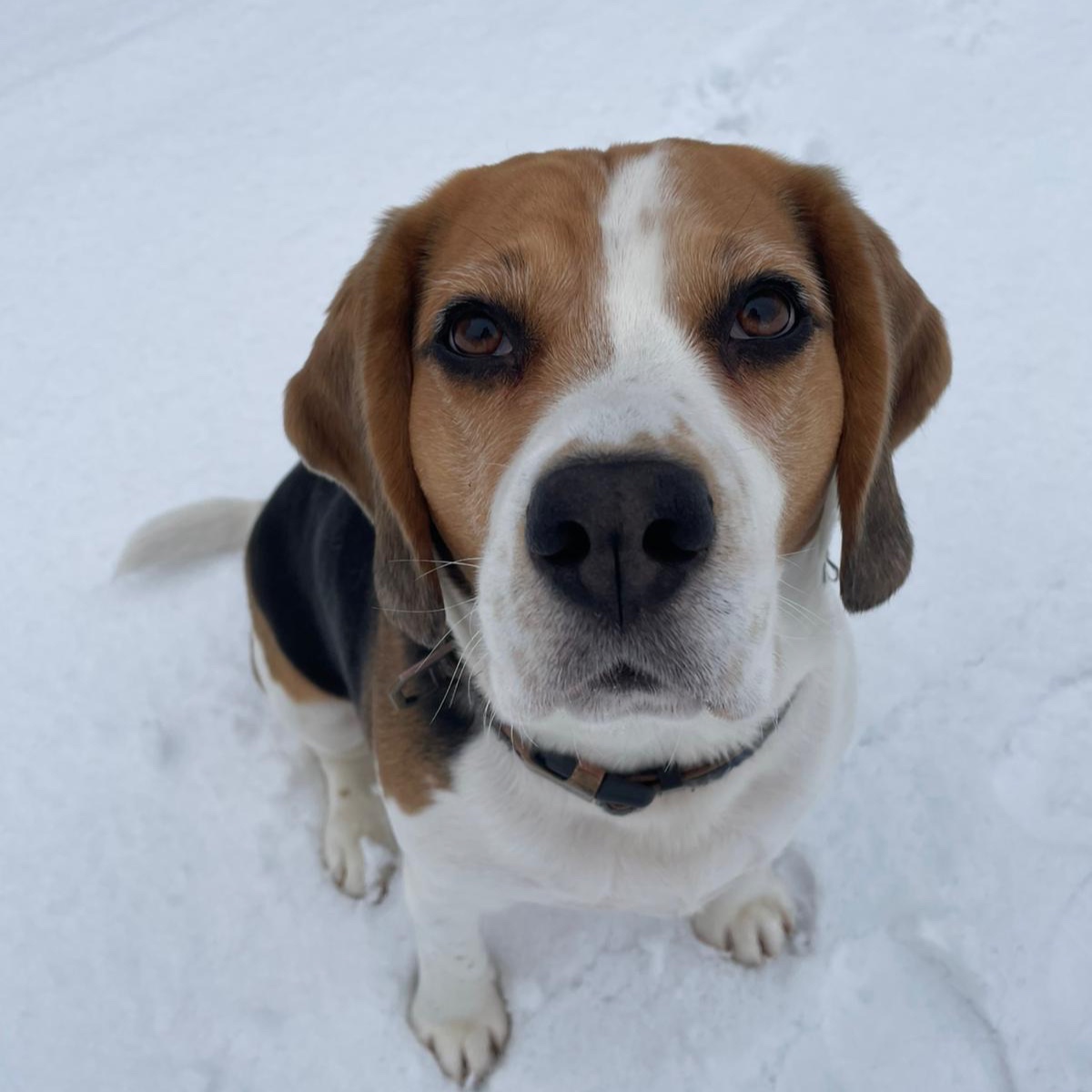 Archie