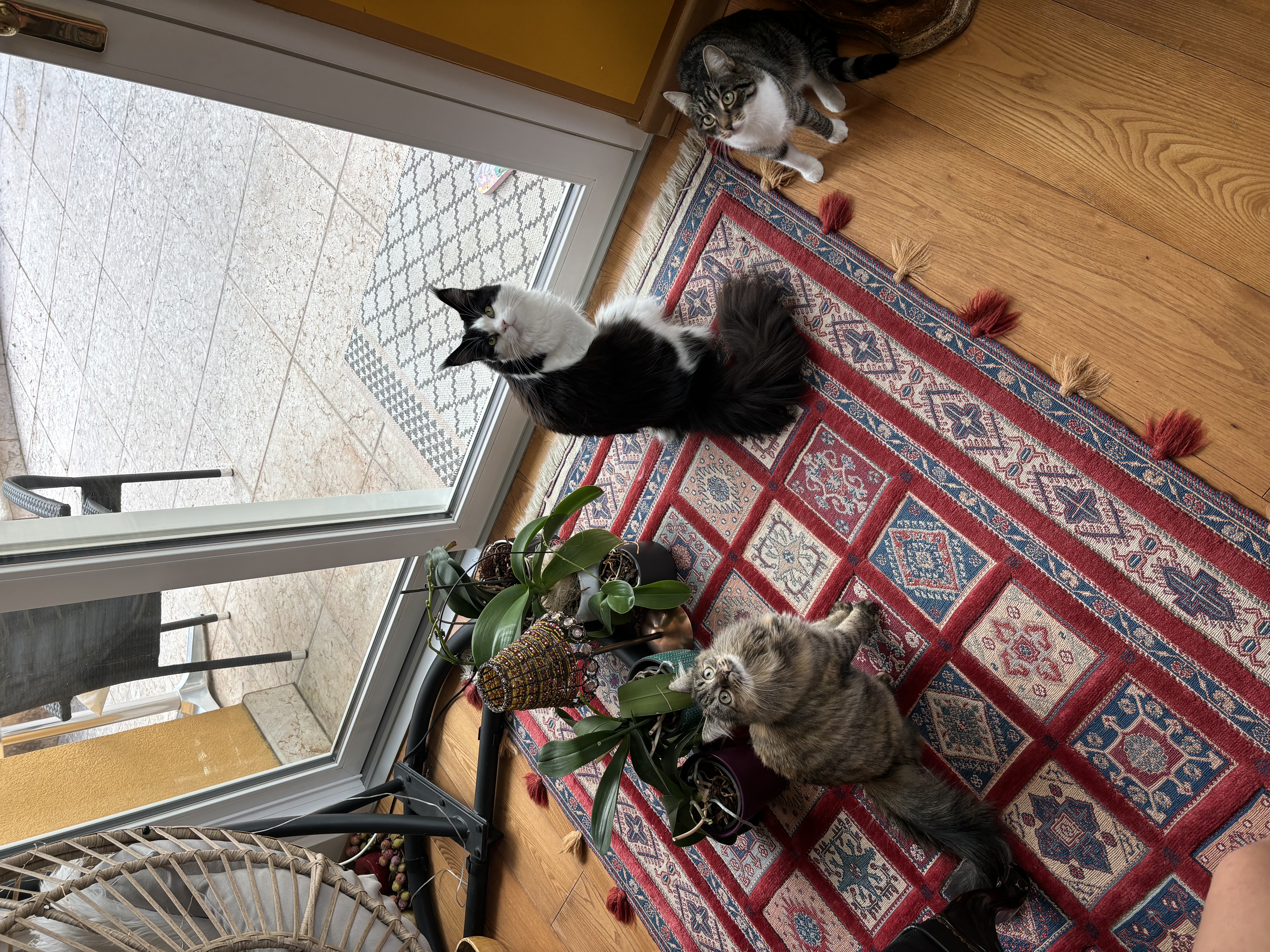 image-6