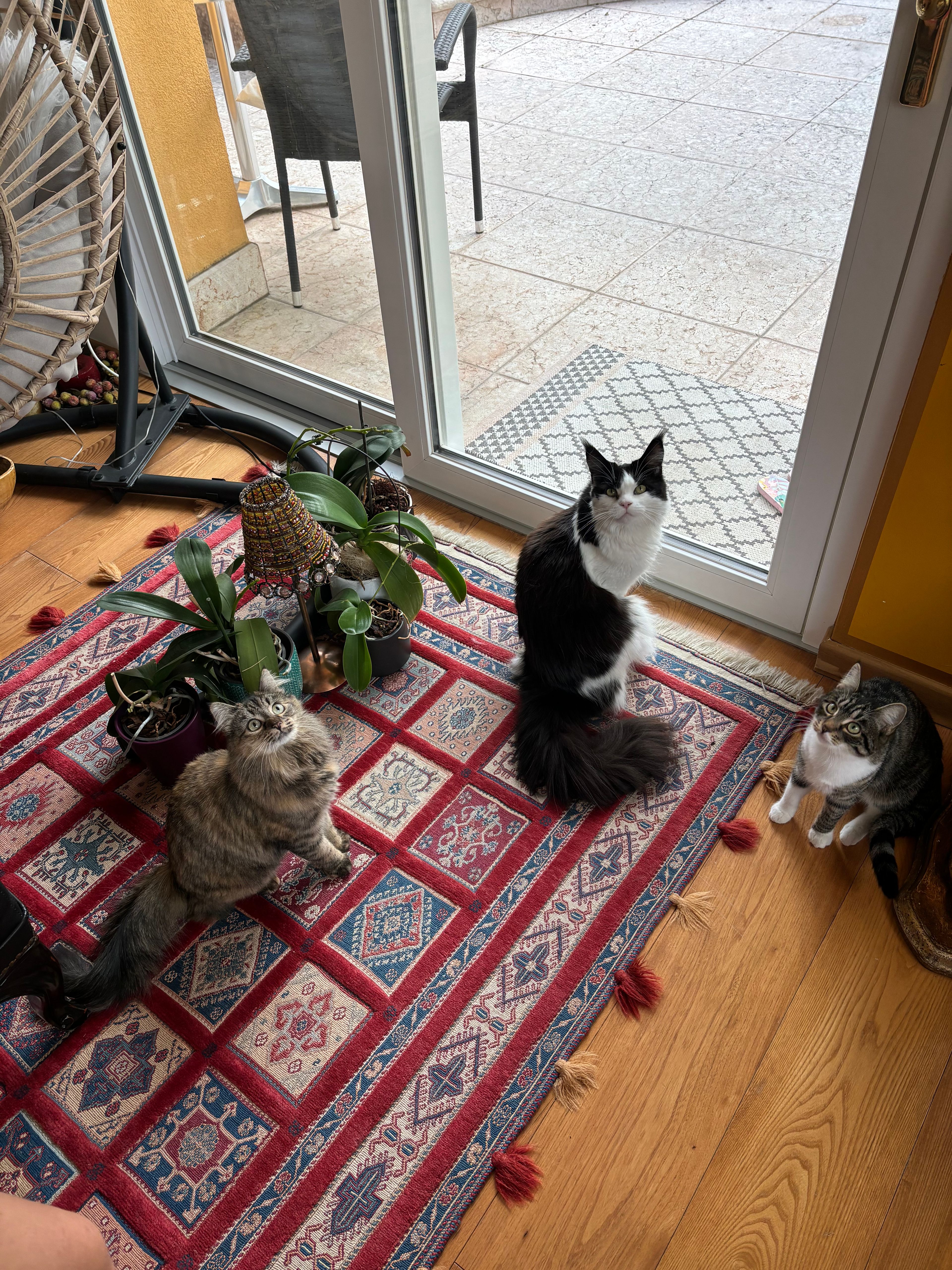 image-6