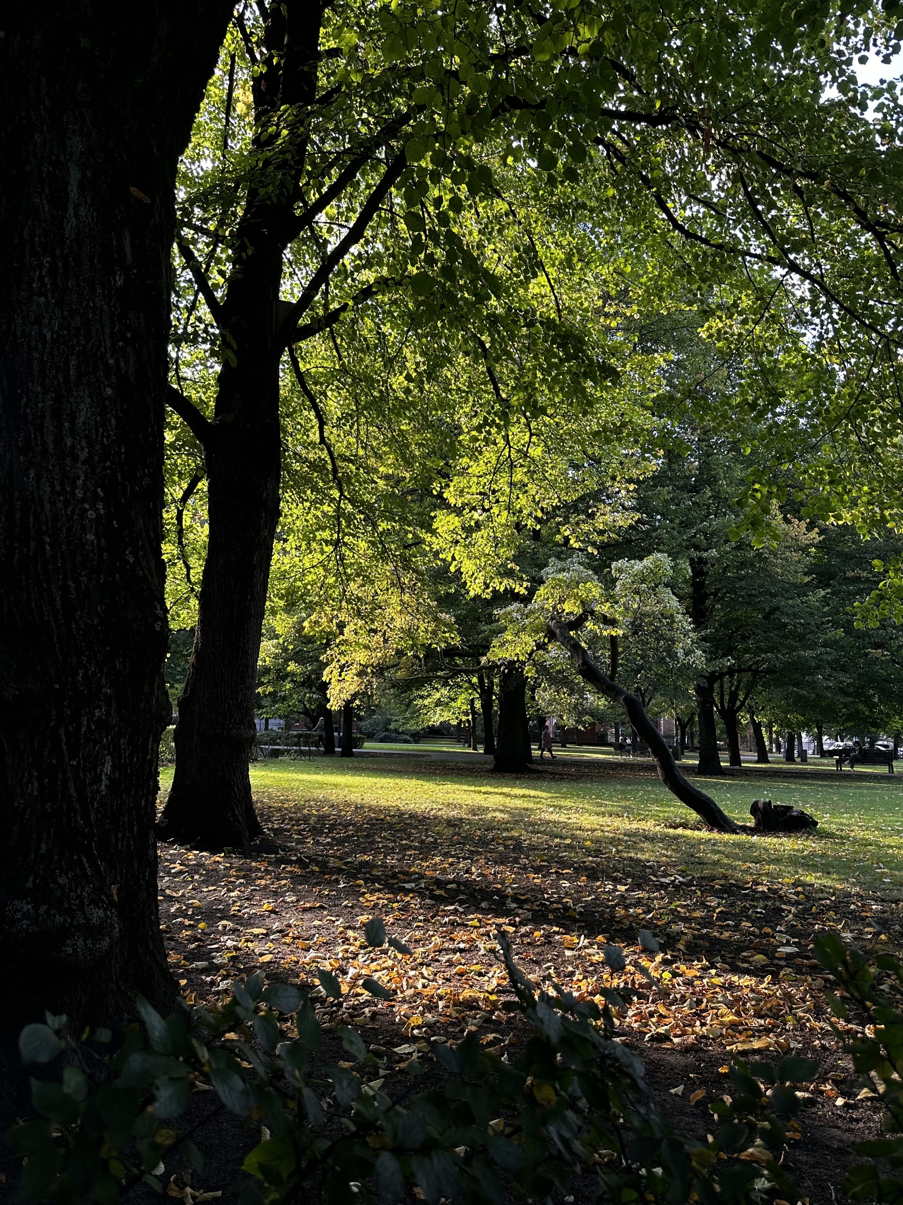 image-19