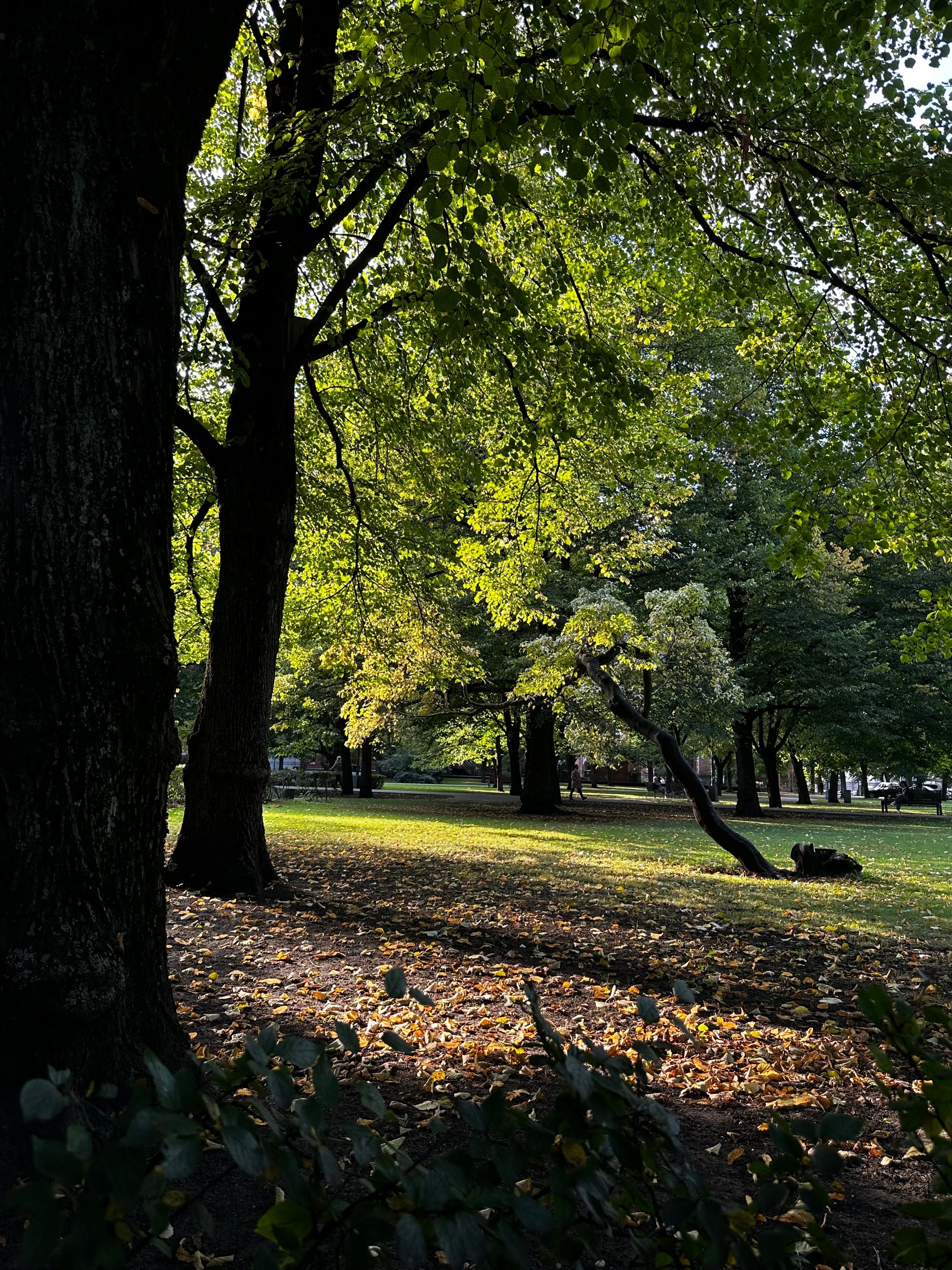 image-19