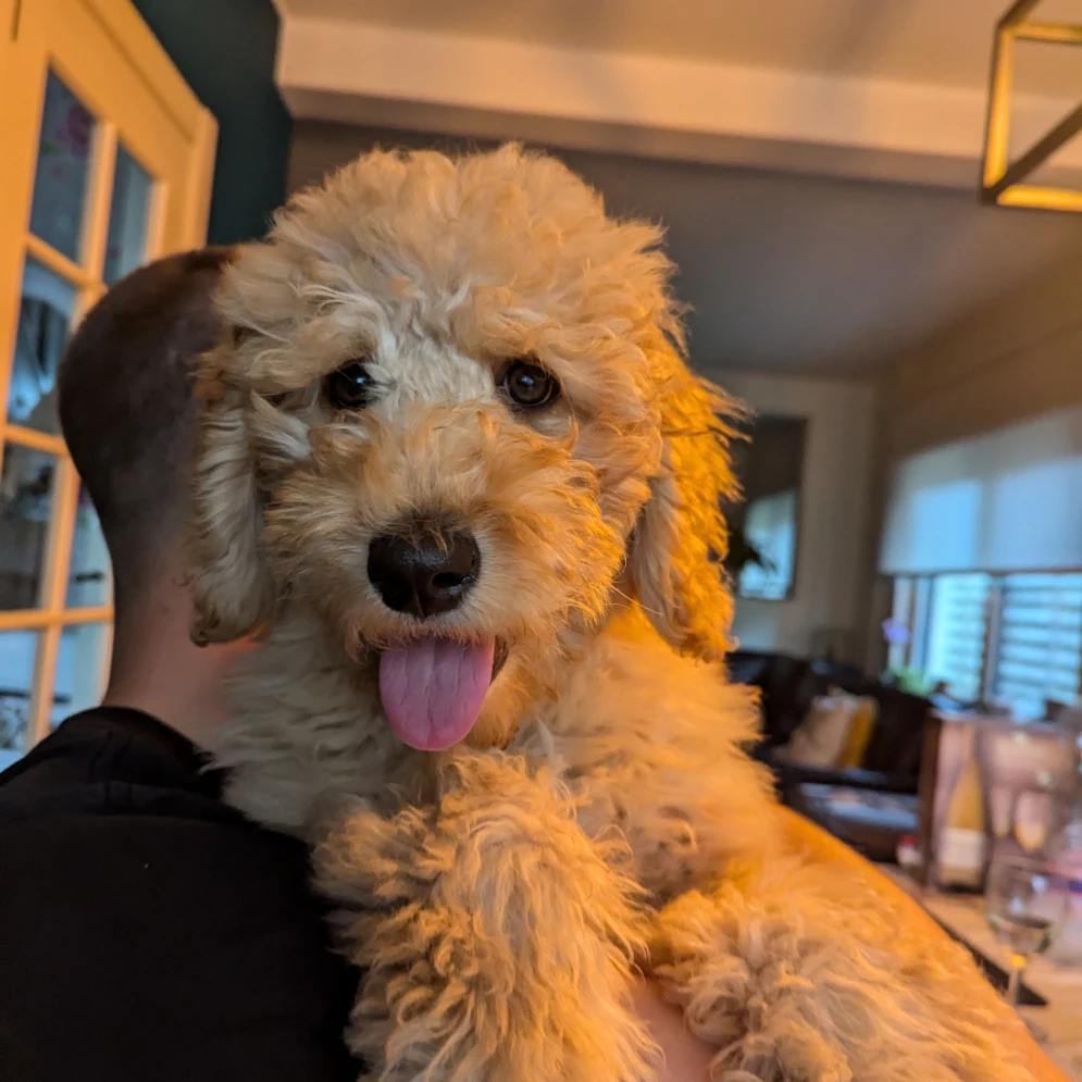 Lio 