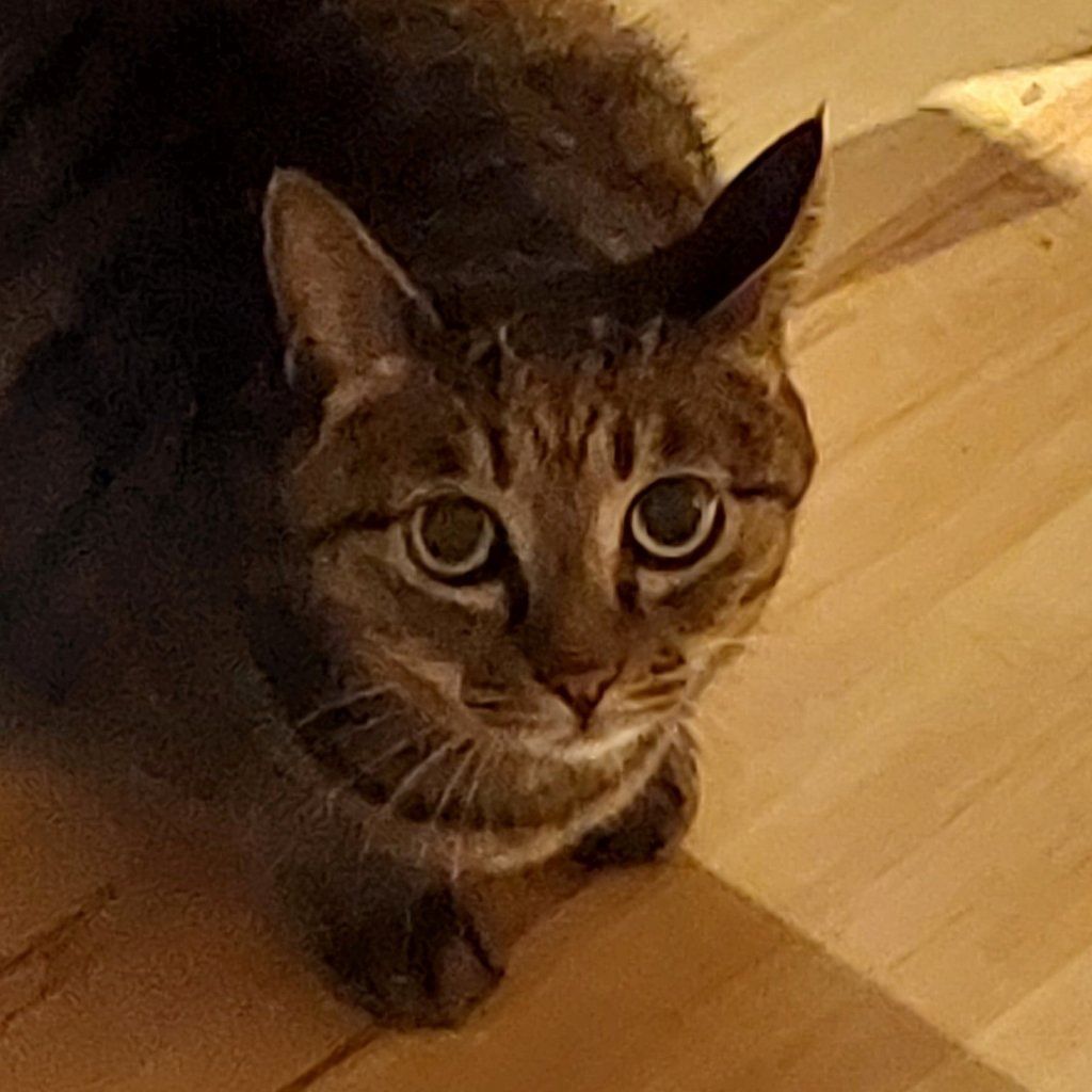 Mimi
