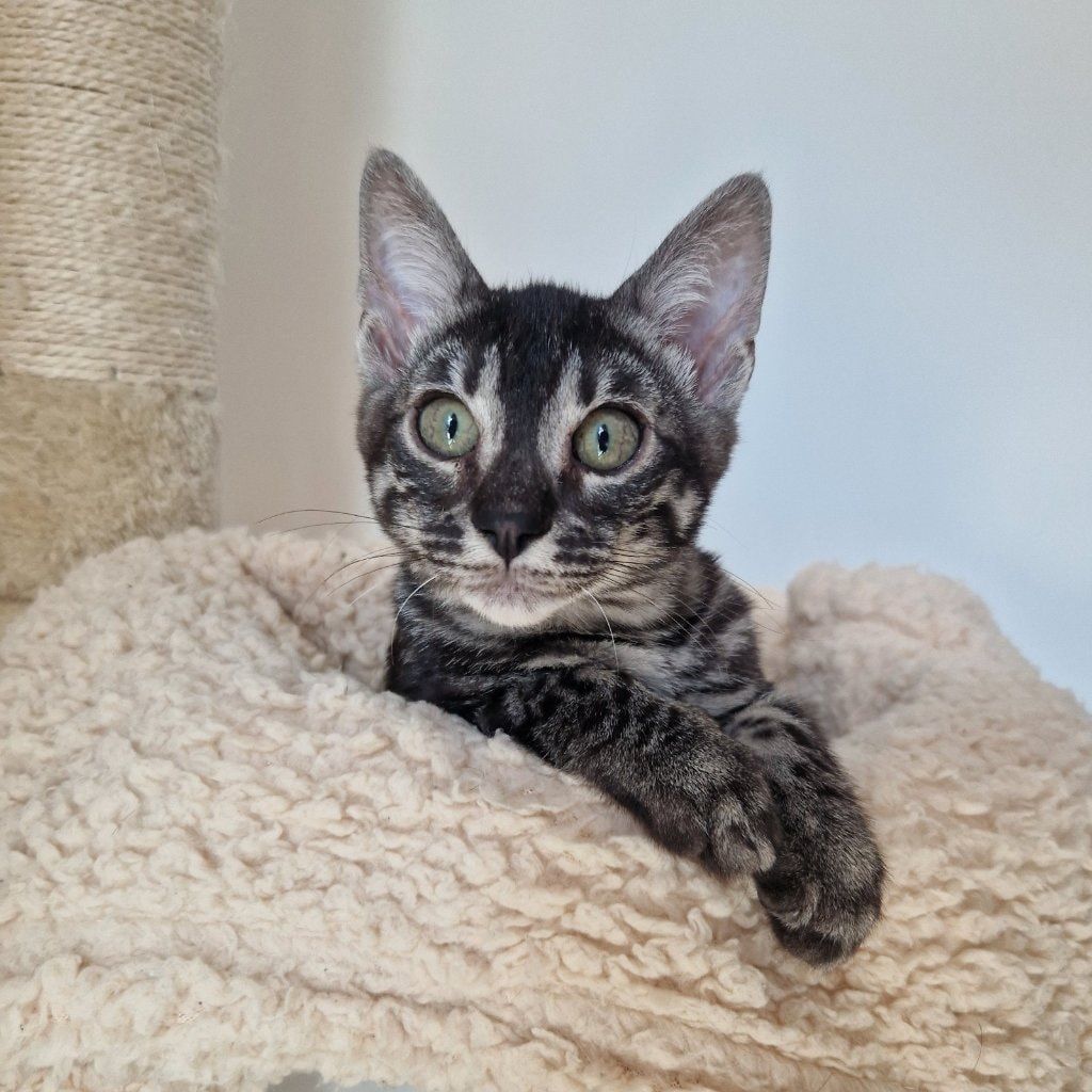 Remy