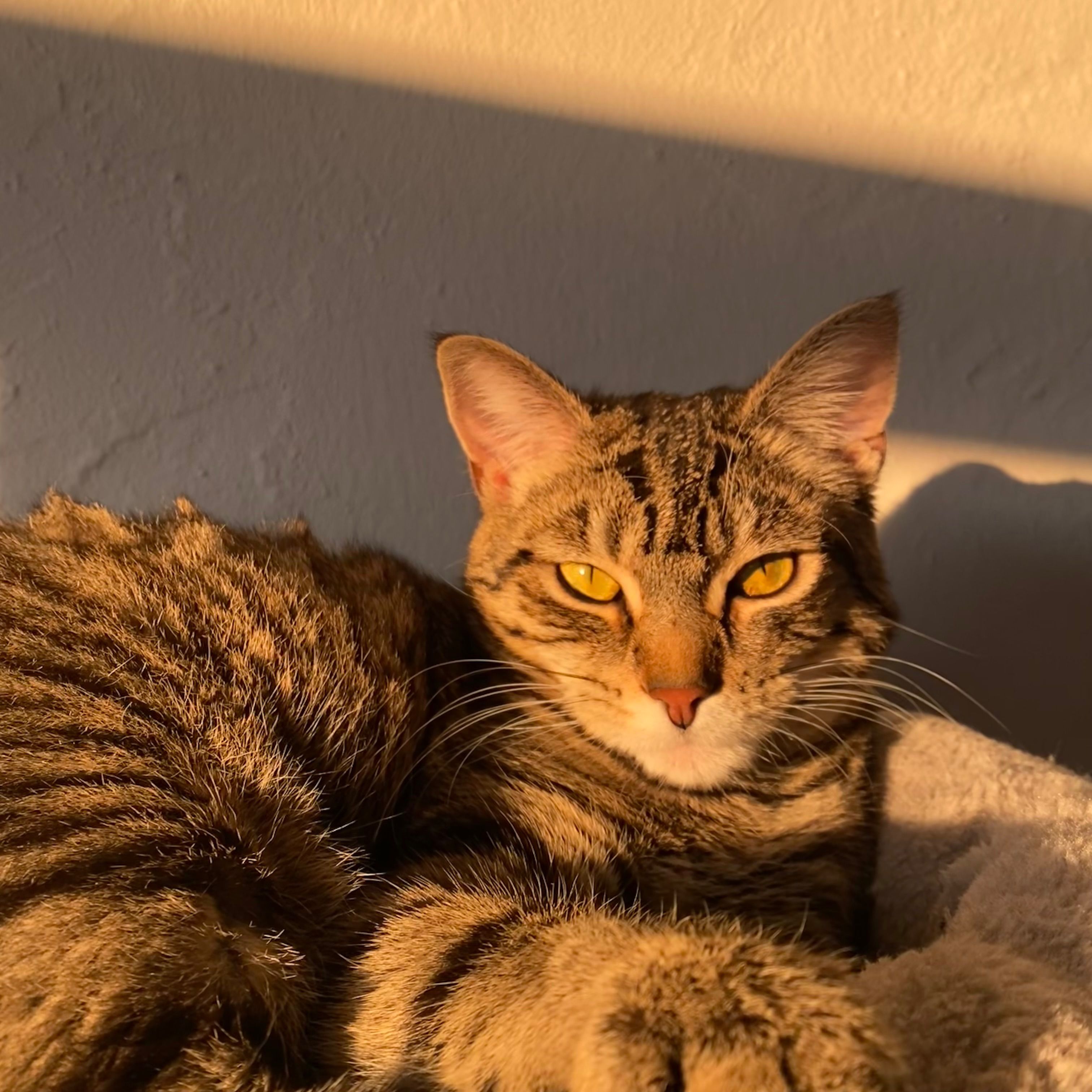Ollie