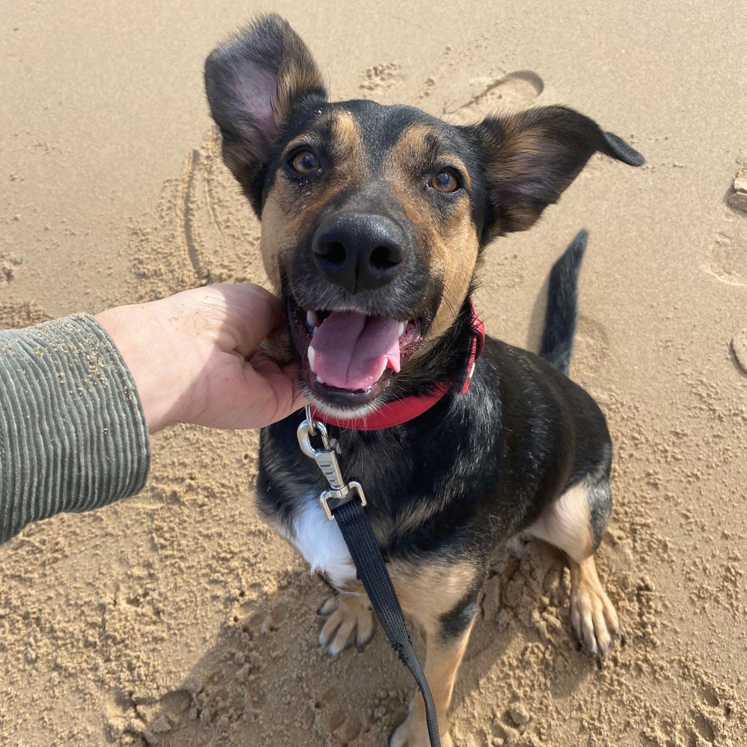 Nala