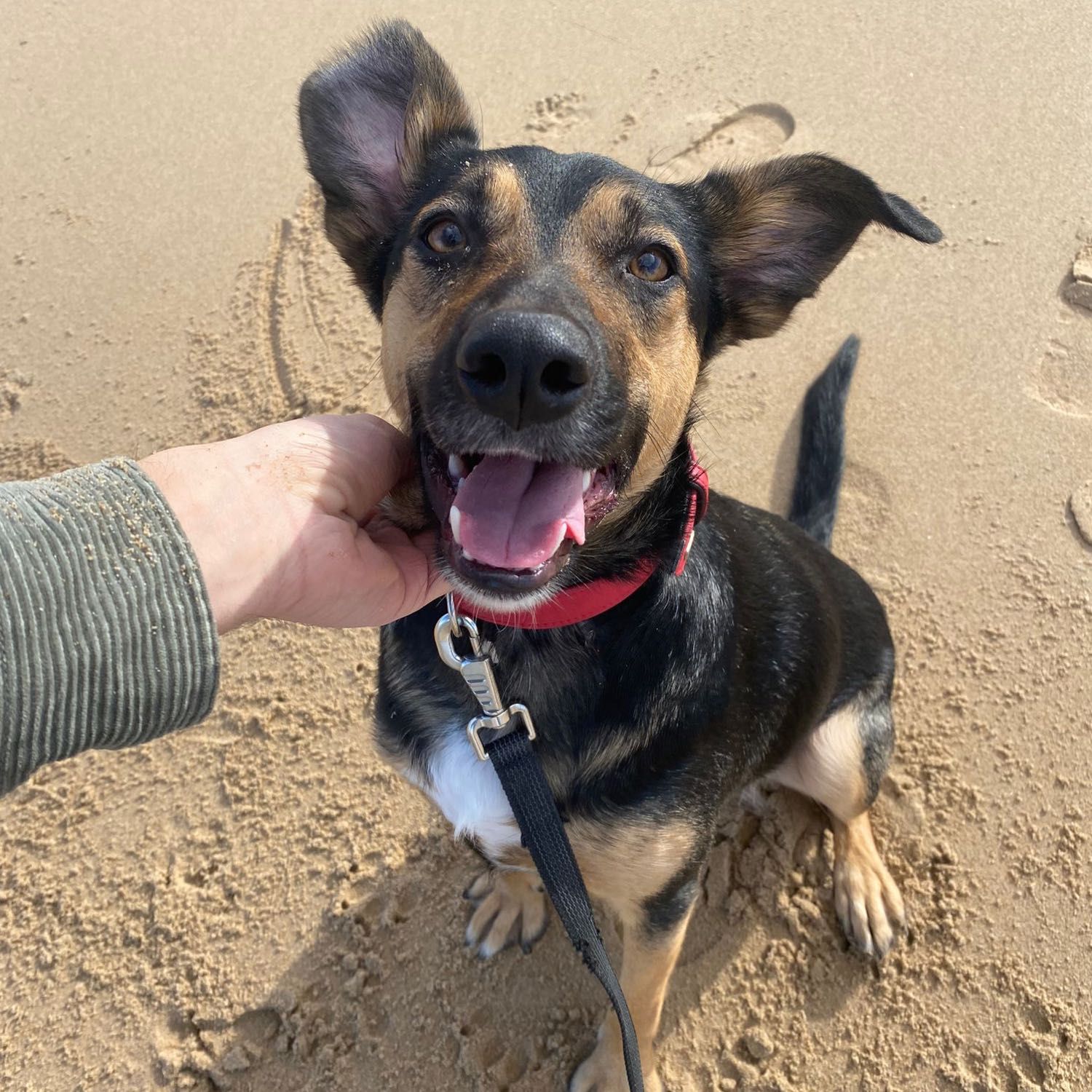 Nala