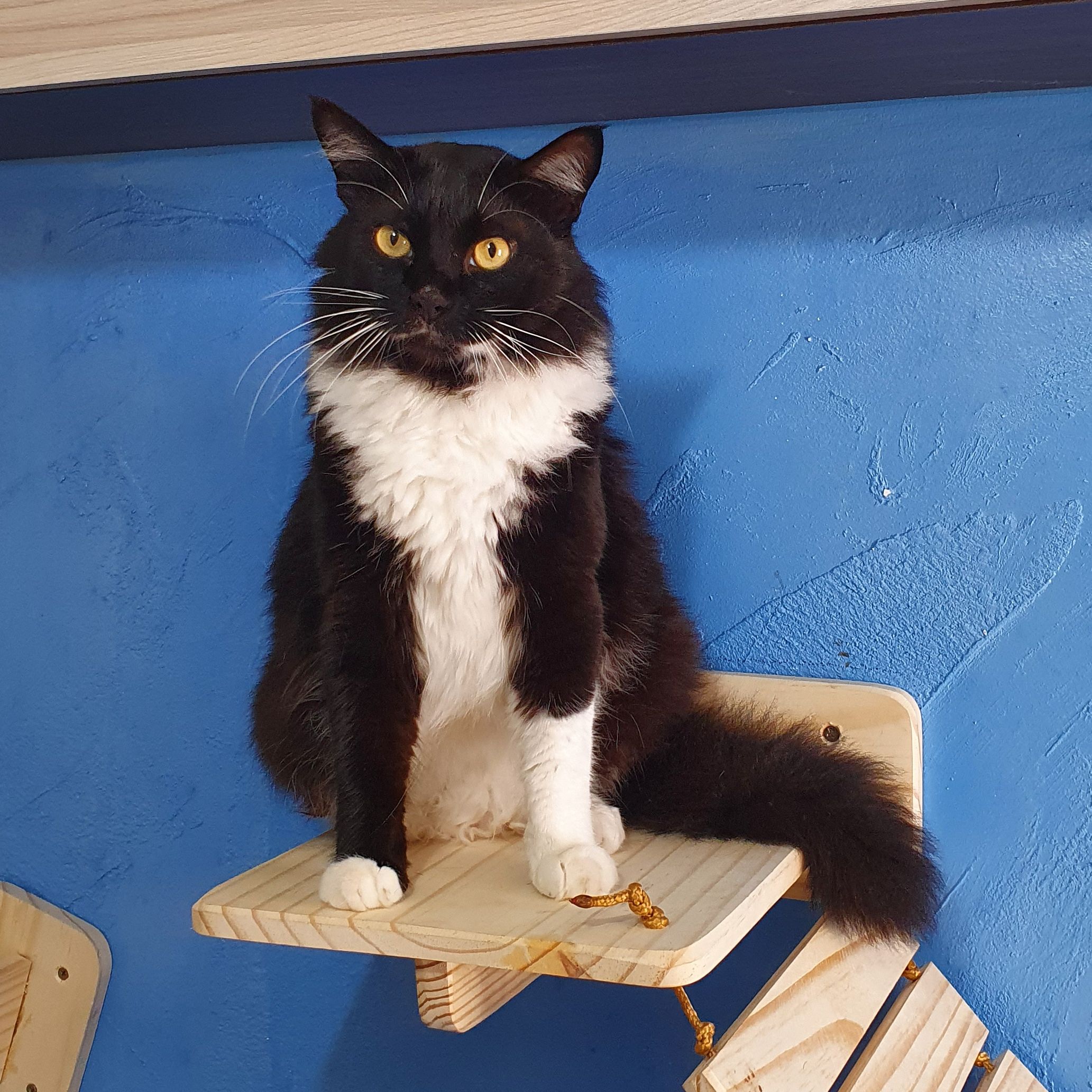 Paco