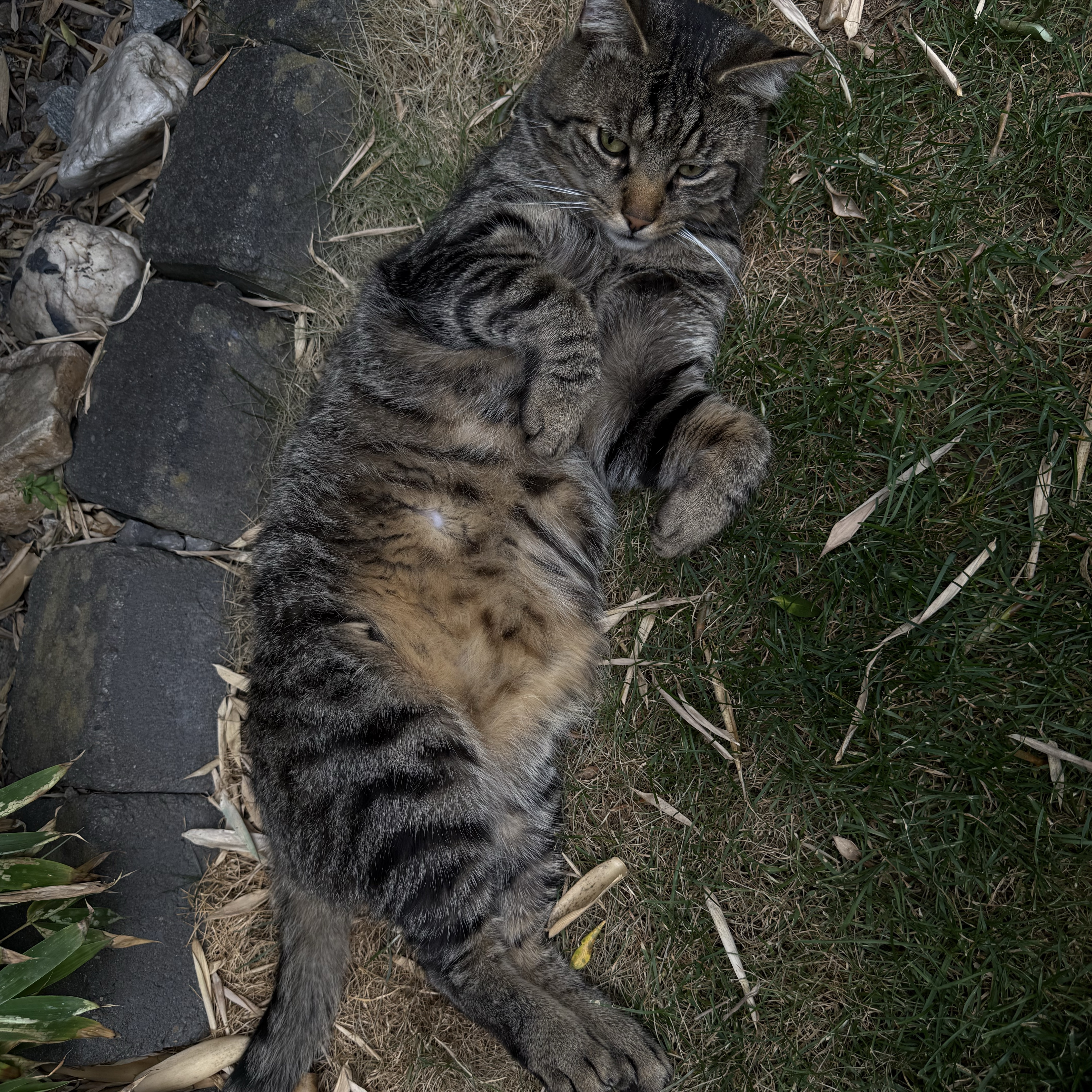 Findus