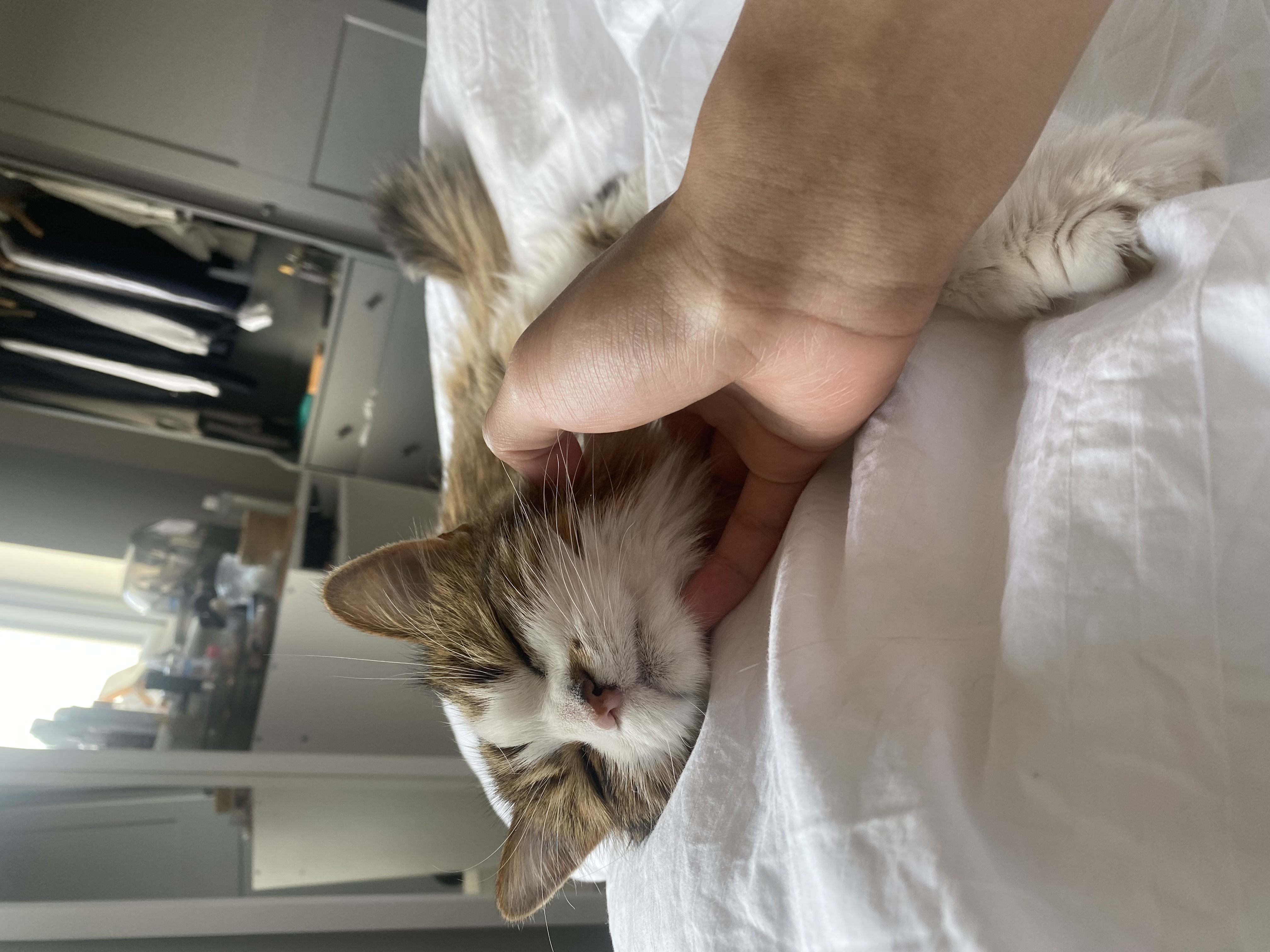 image-7