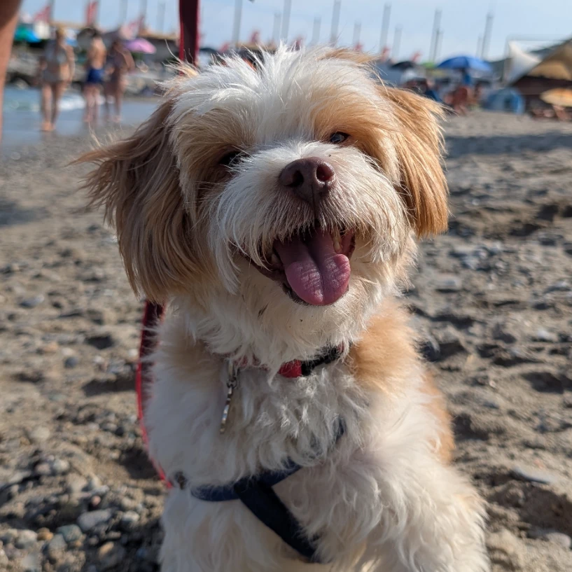 Pippo 