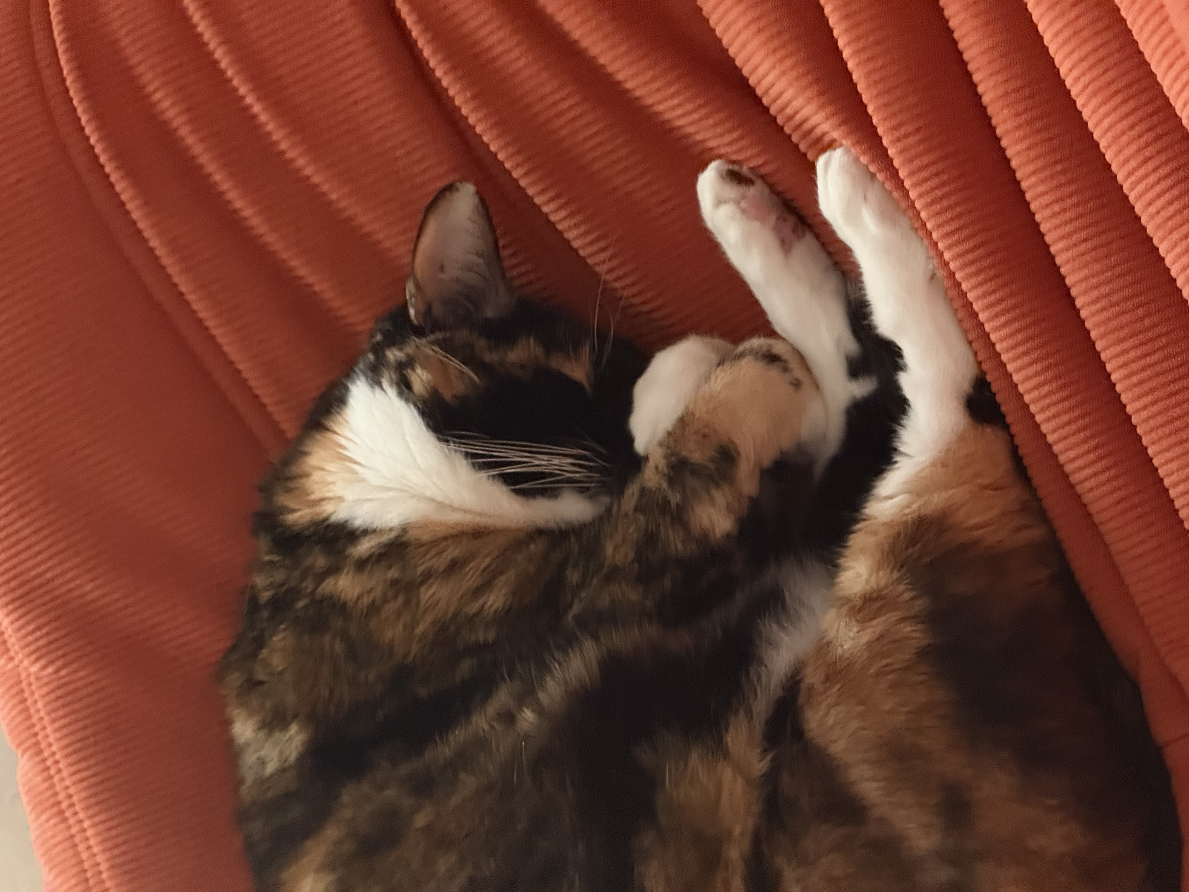 image-7