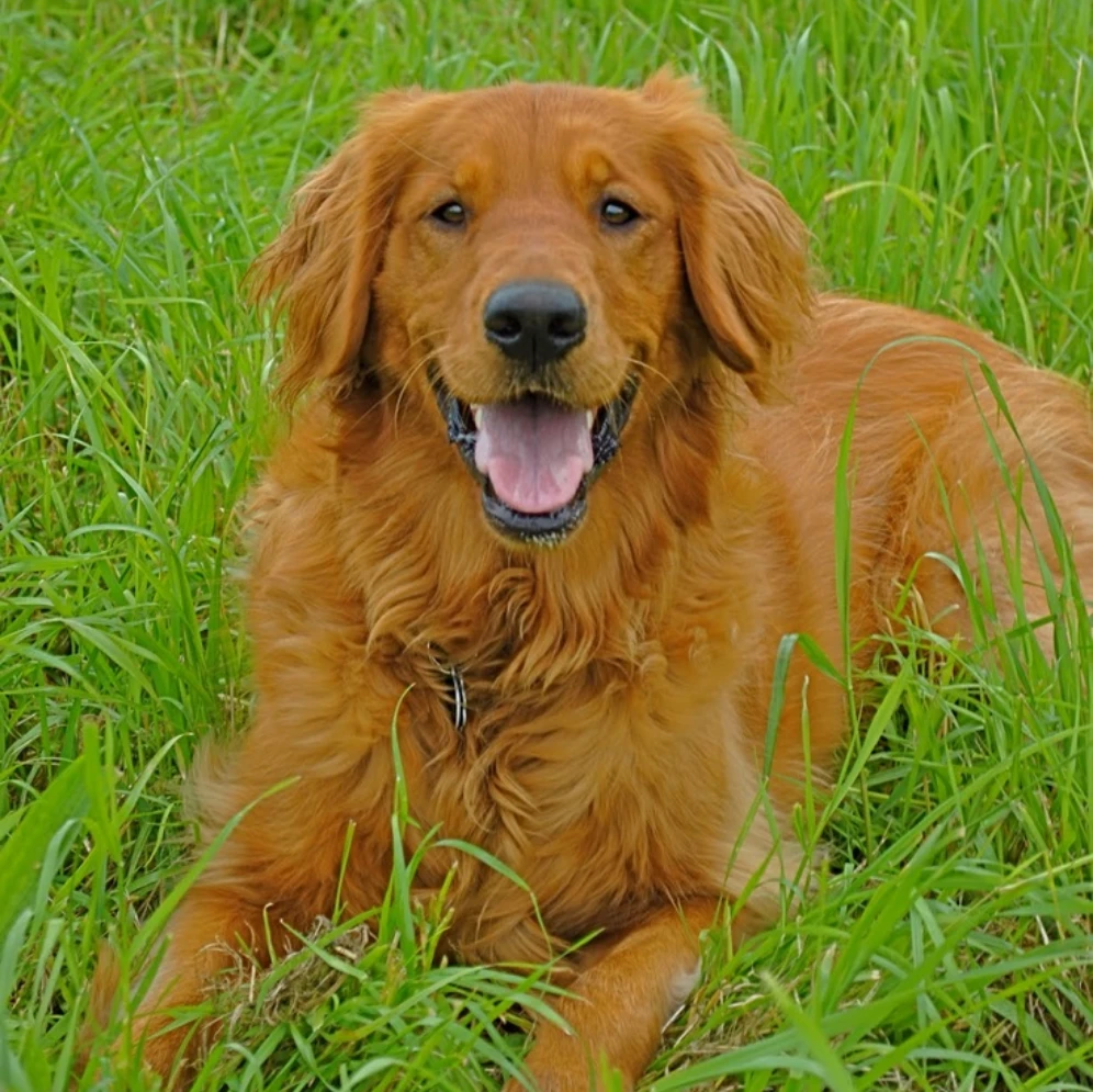 Charlie 