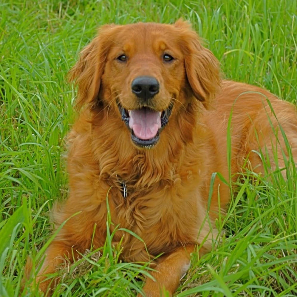 Charlie