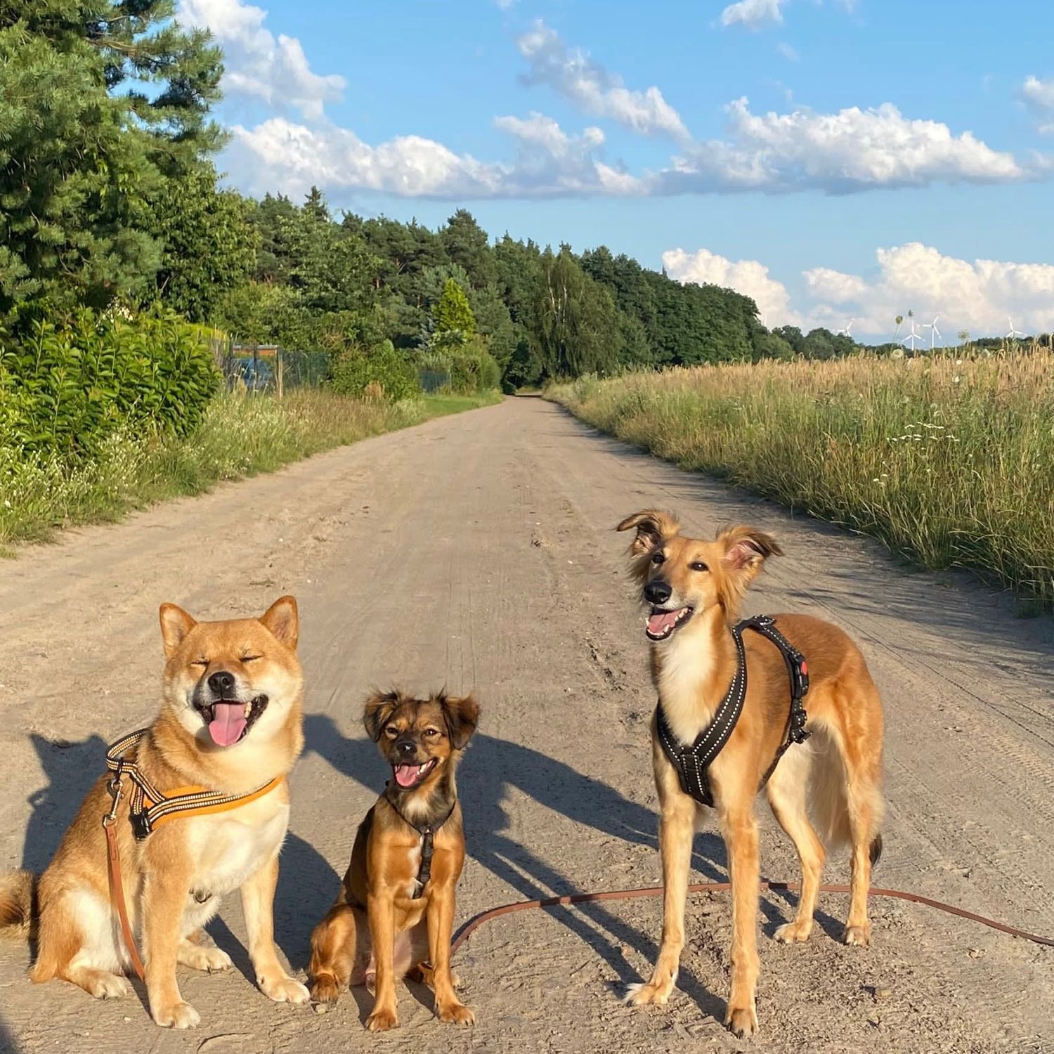 Hoshi, Hedi und Lucy