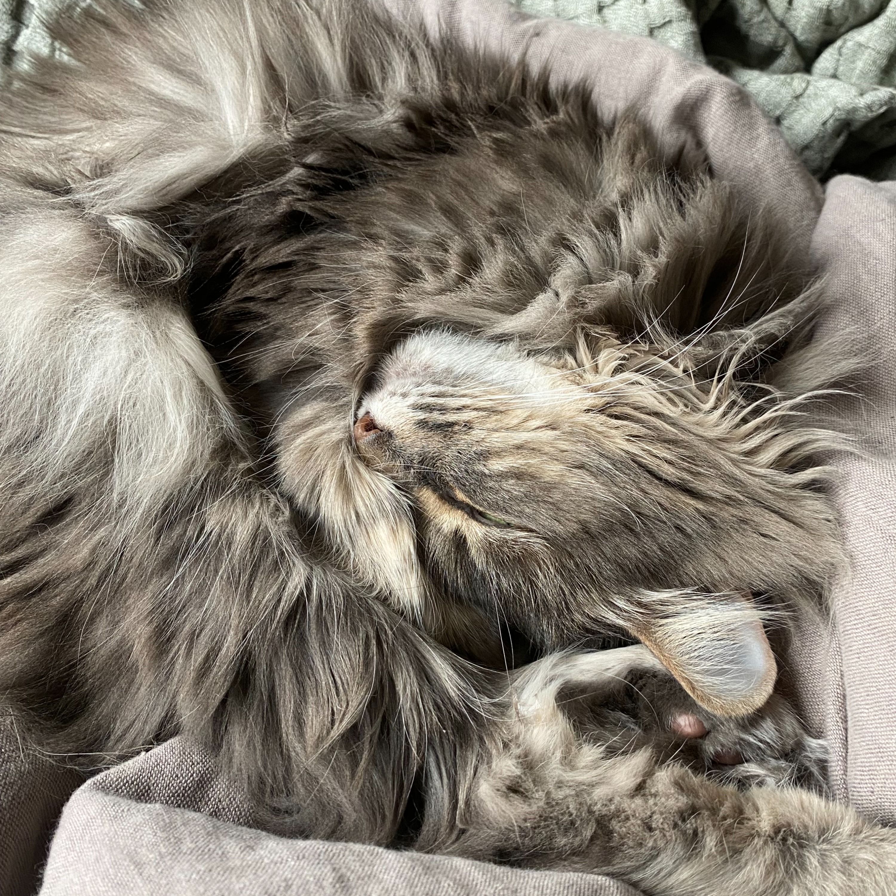 Maia