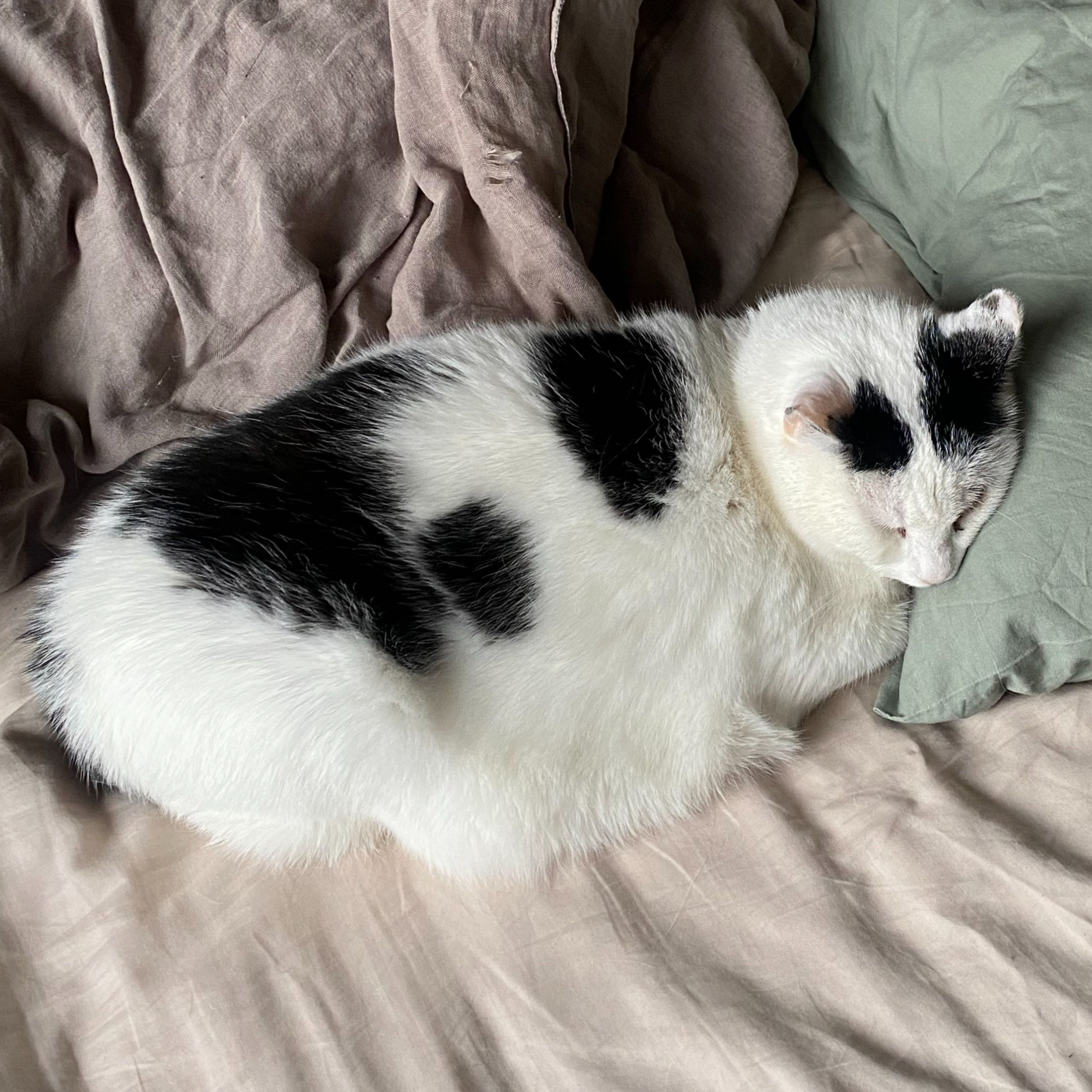 Mimi