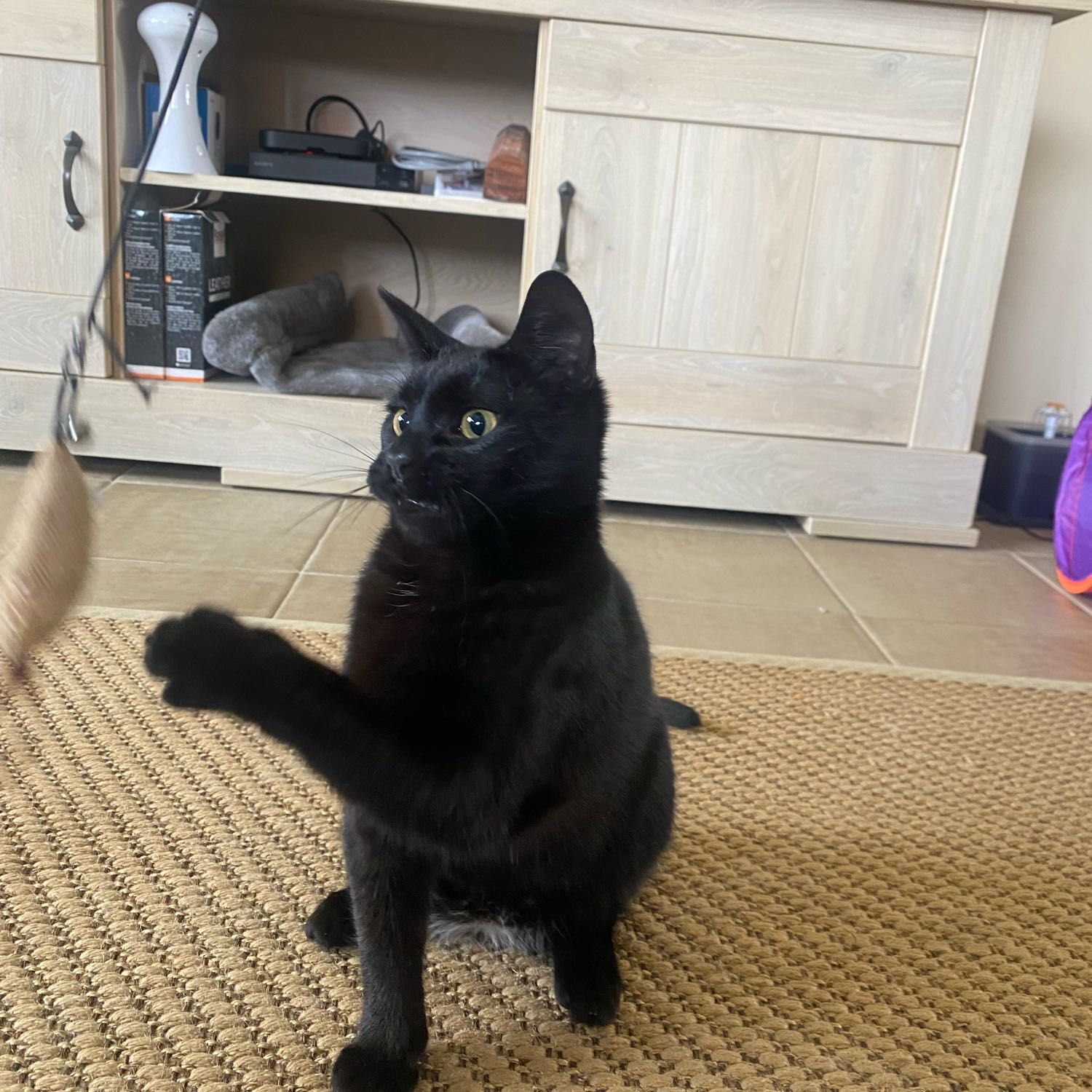 Zorro