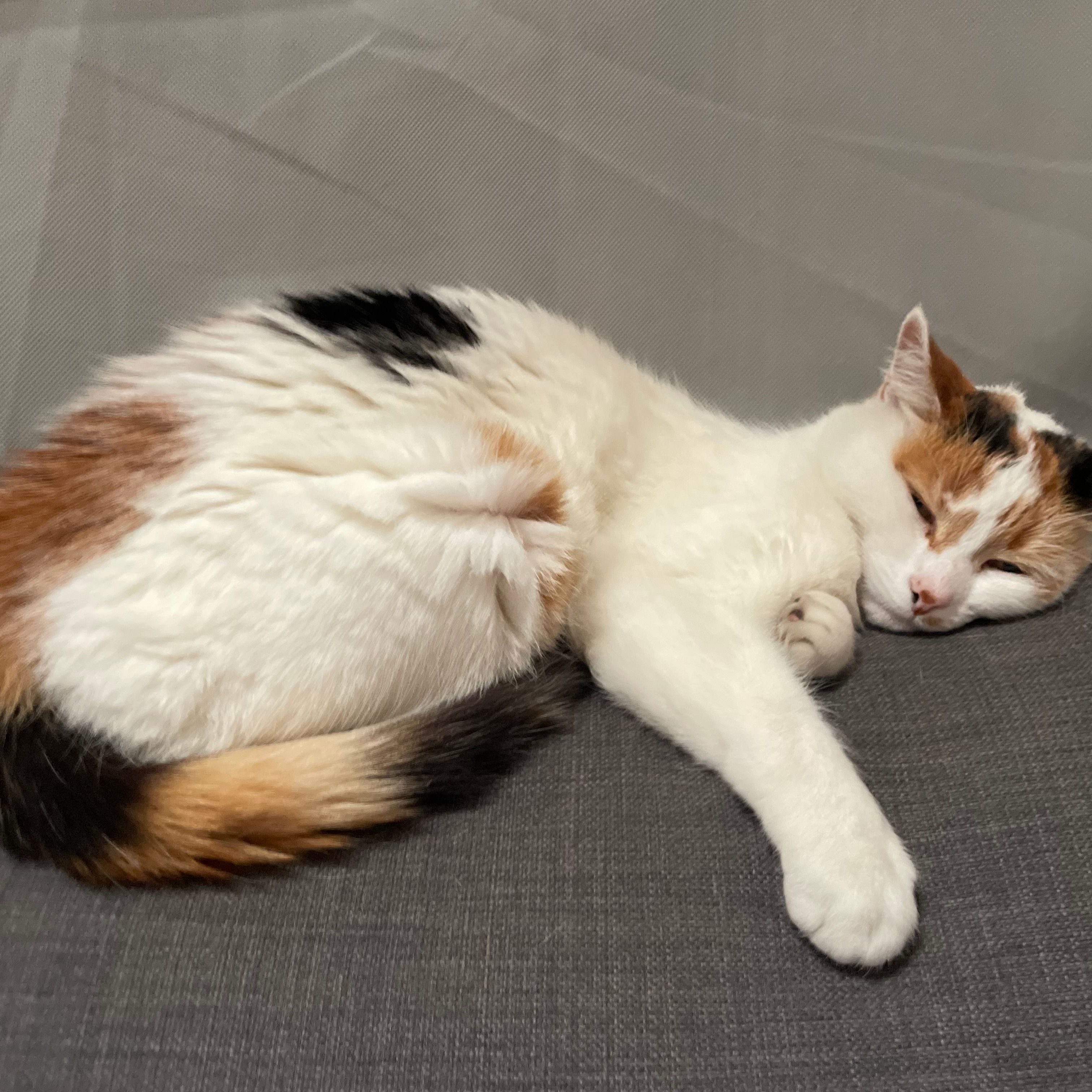 Nibblet 
