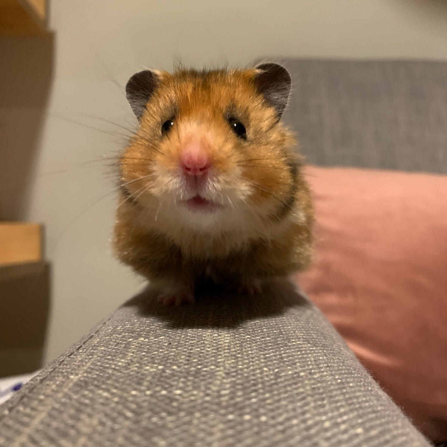 Totoro