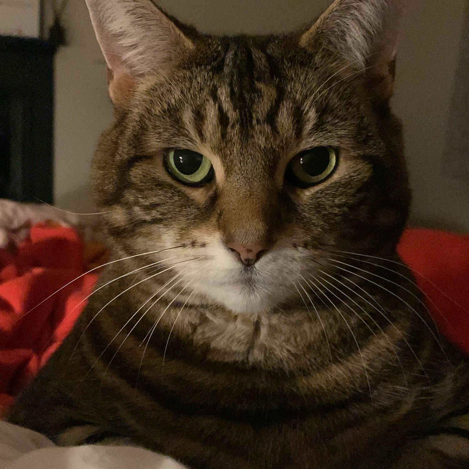 Mushka 