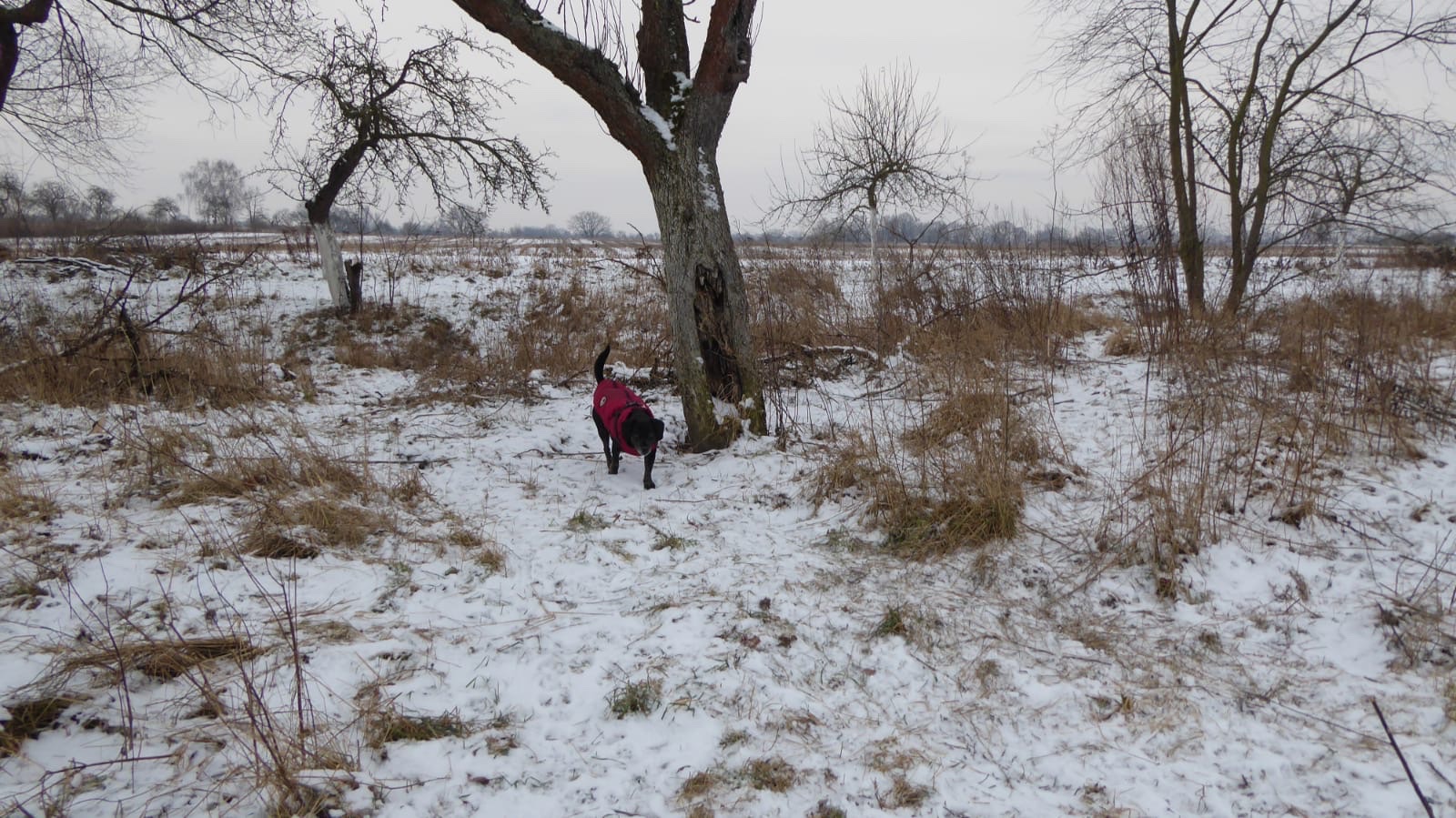 image-11