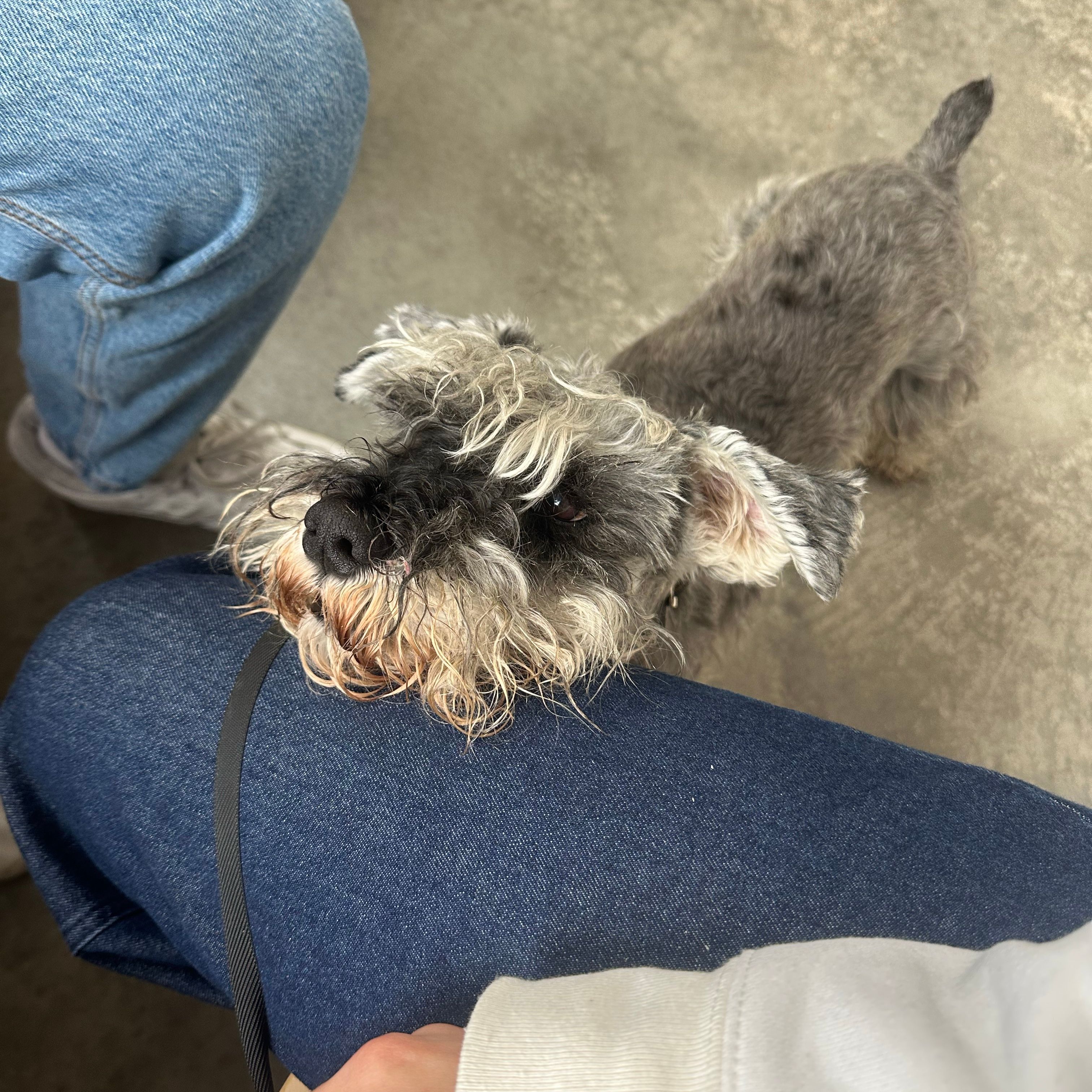 Peppino