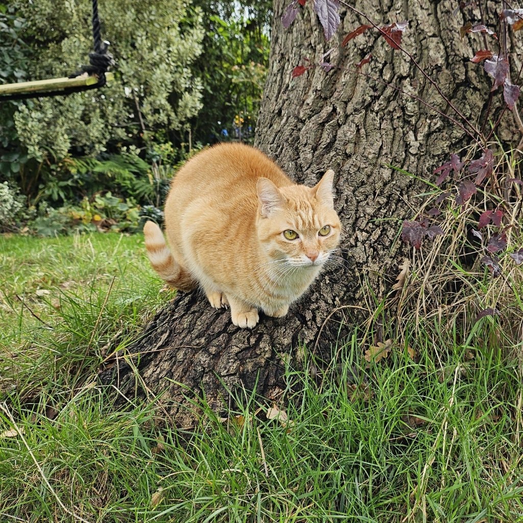 Mimi