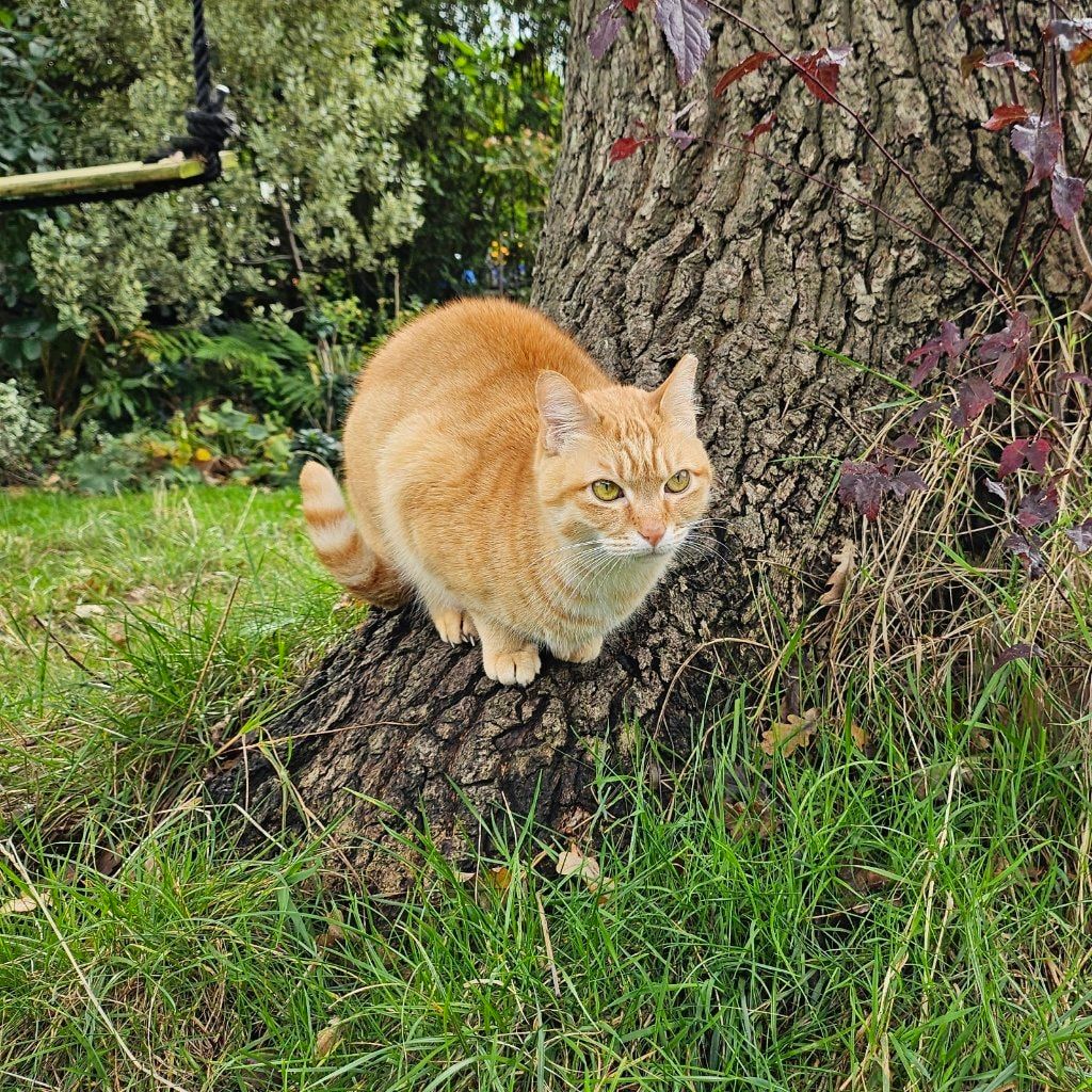 Mimi