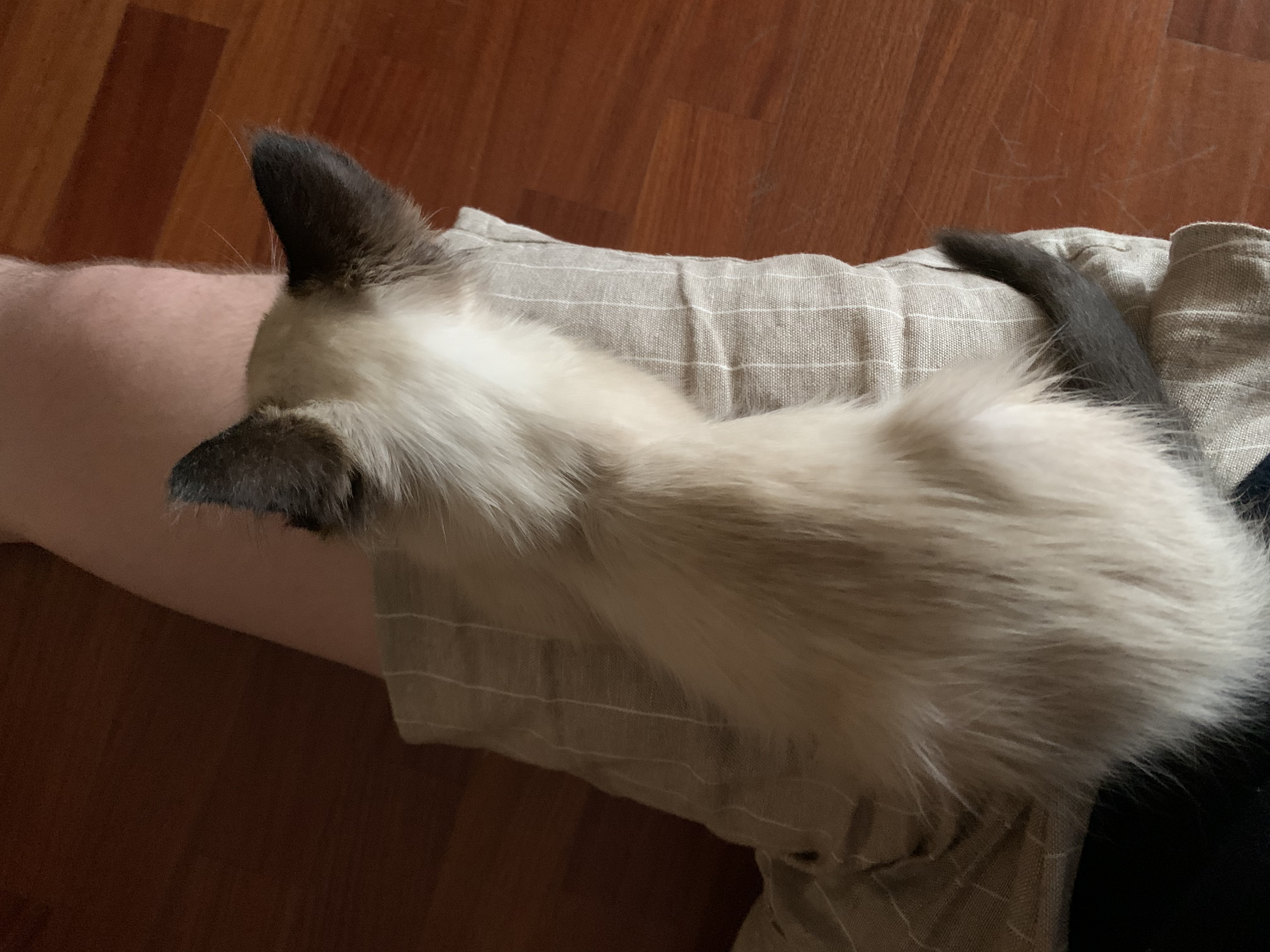 image-7