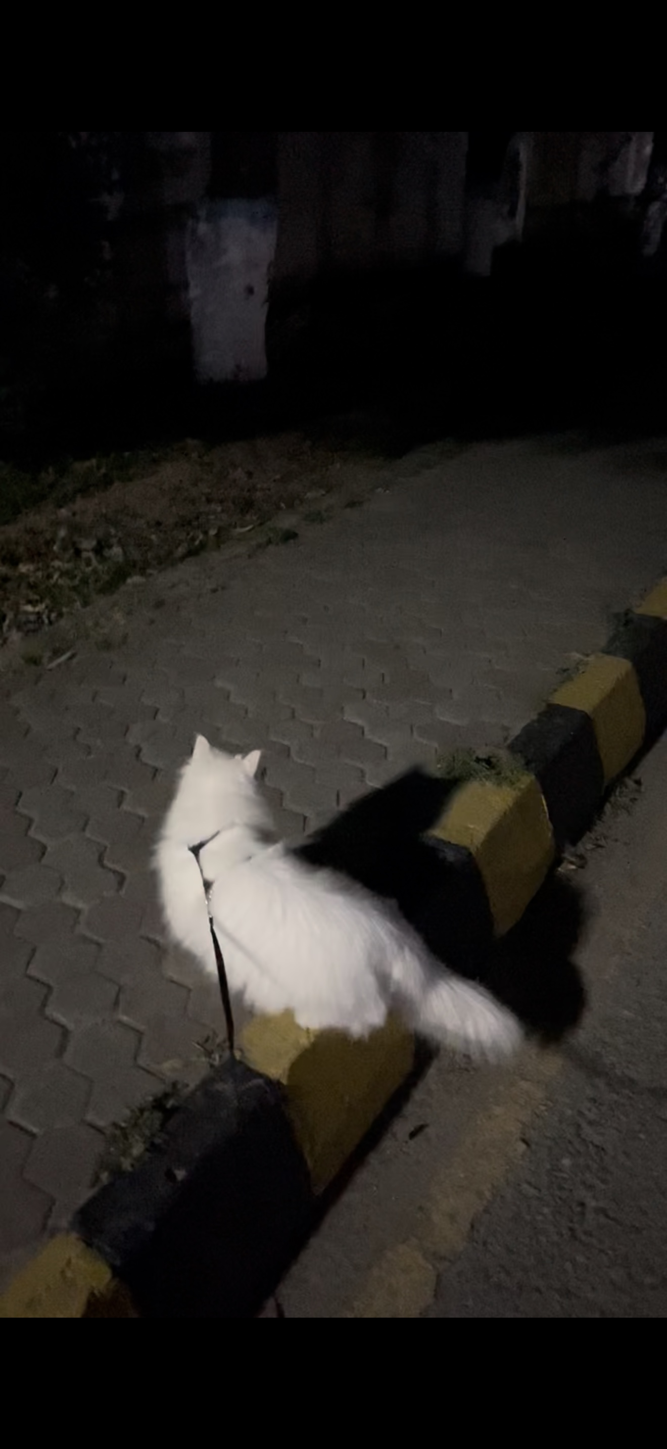 image-8