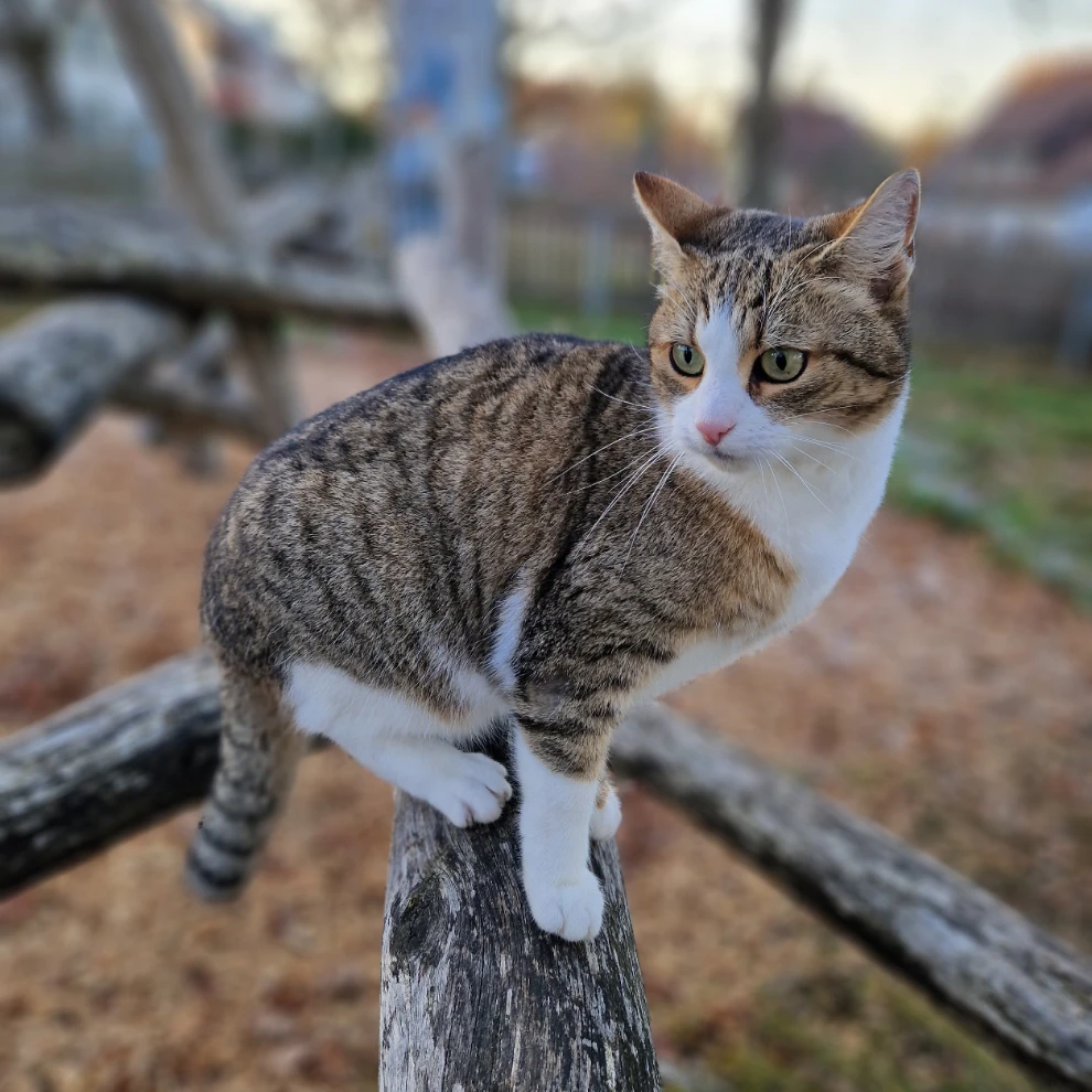 Kiki