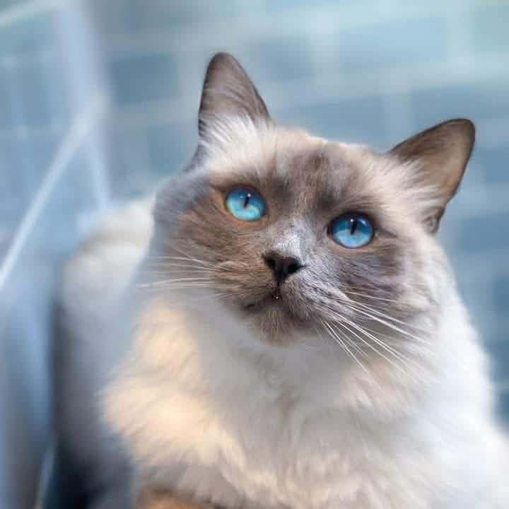 Baloo