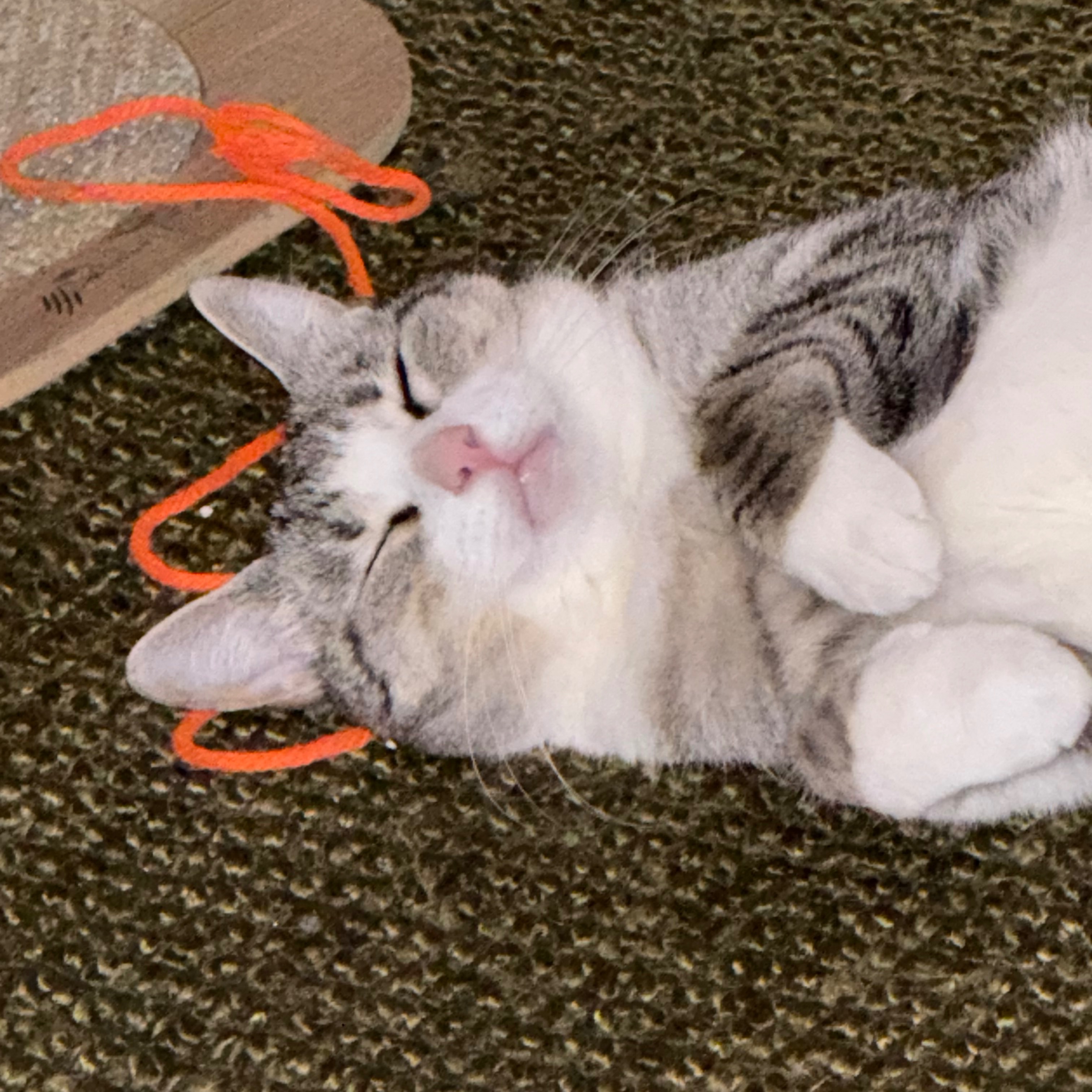Maya