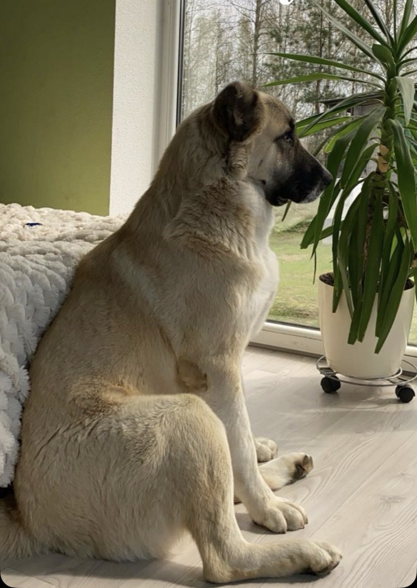 image-8