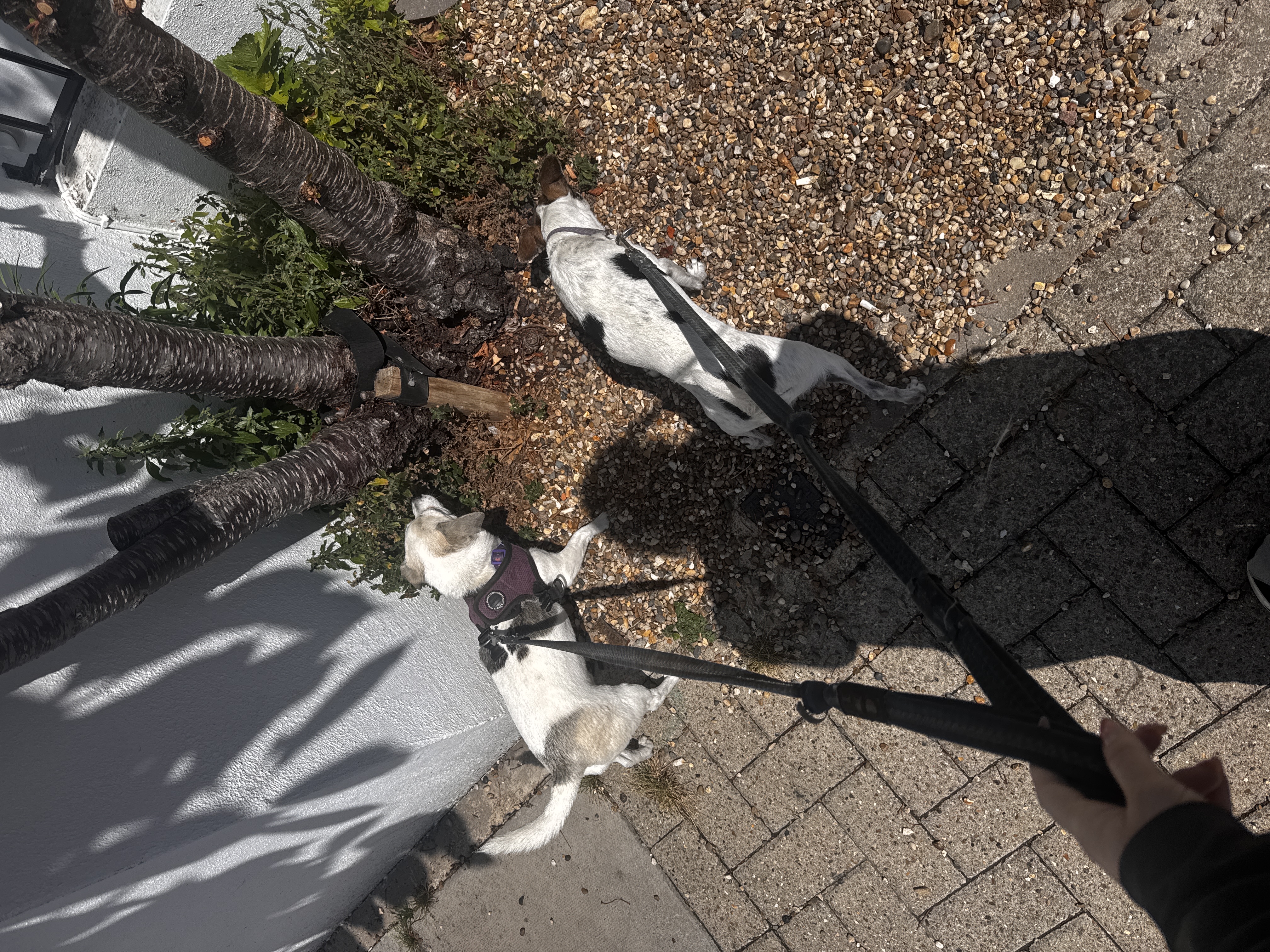 image-19