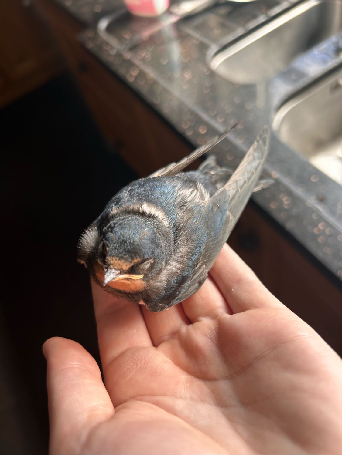 image-9